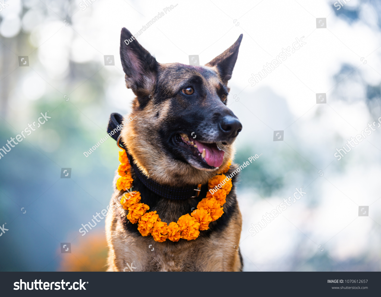 8 Pet Friendly Diwali Images, Stock Photos & Vectors Shutterstock