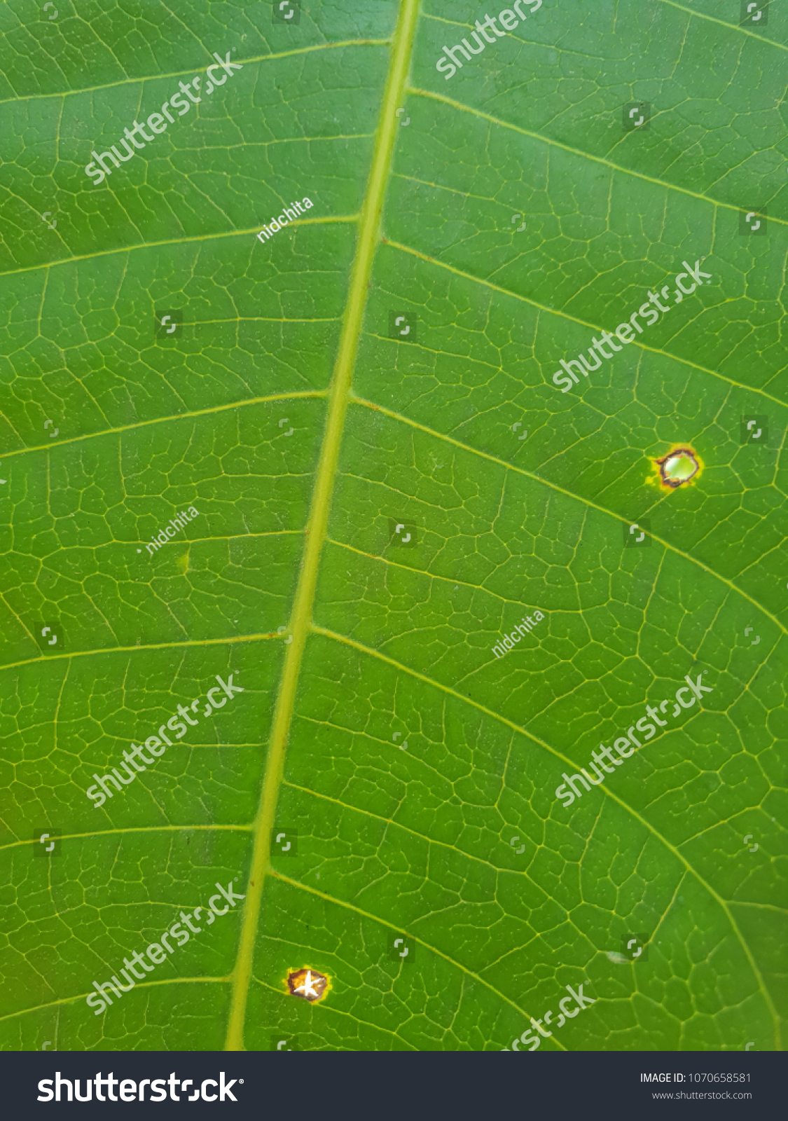 Close Texture Image Green Mango Leaf Stock Photo 1070658581 Shutterstock