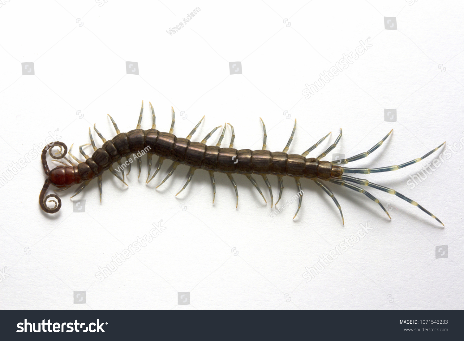 Wild Malaysian Centipede Otostigmus Sp Stock Photo 1071543233 ...