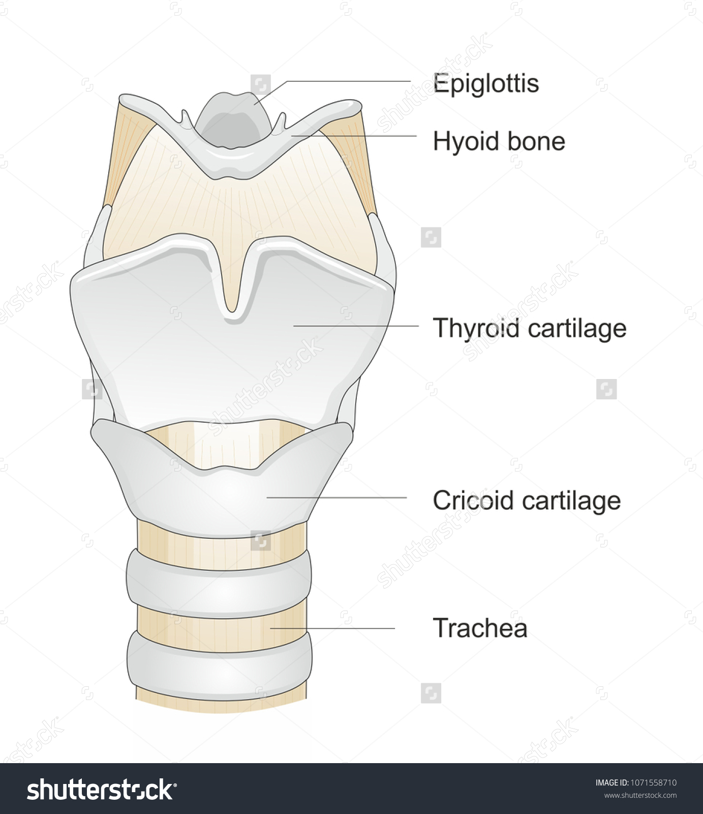 Structure Larynx Larynx Consists Cartilages Thyroid Stock Illustration ...