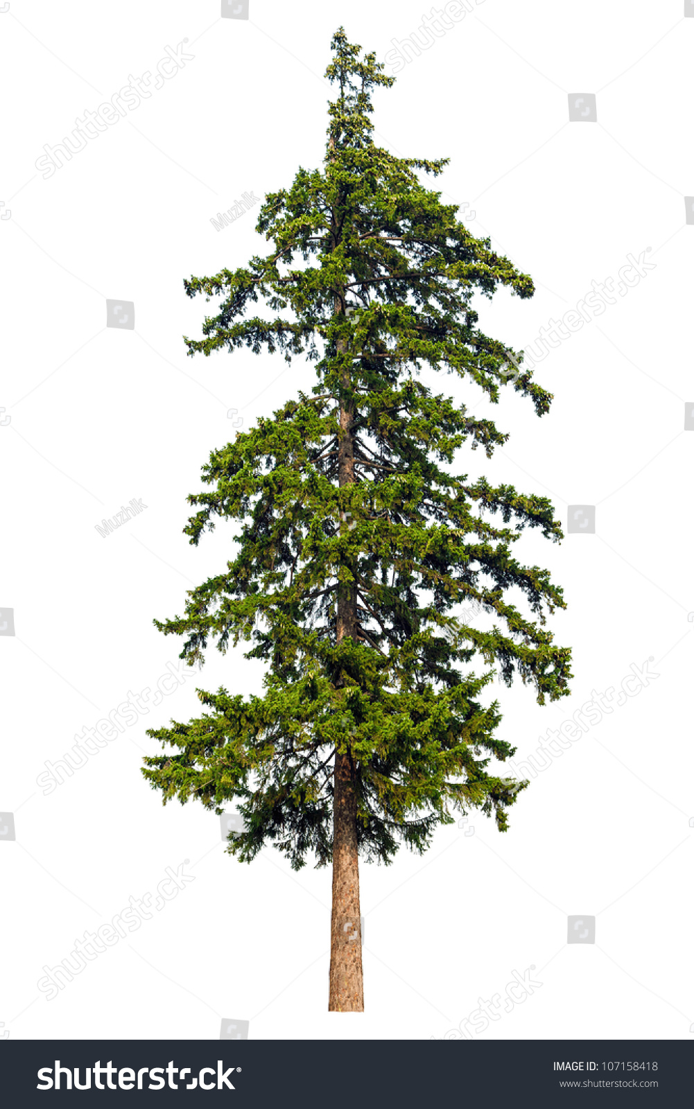 Fir Tree Isolated On White Background Stock Photo 107158418 