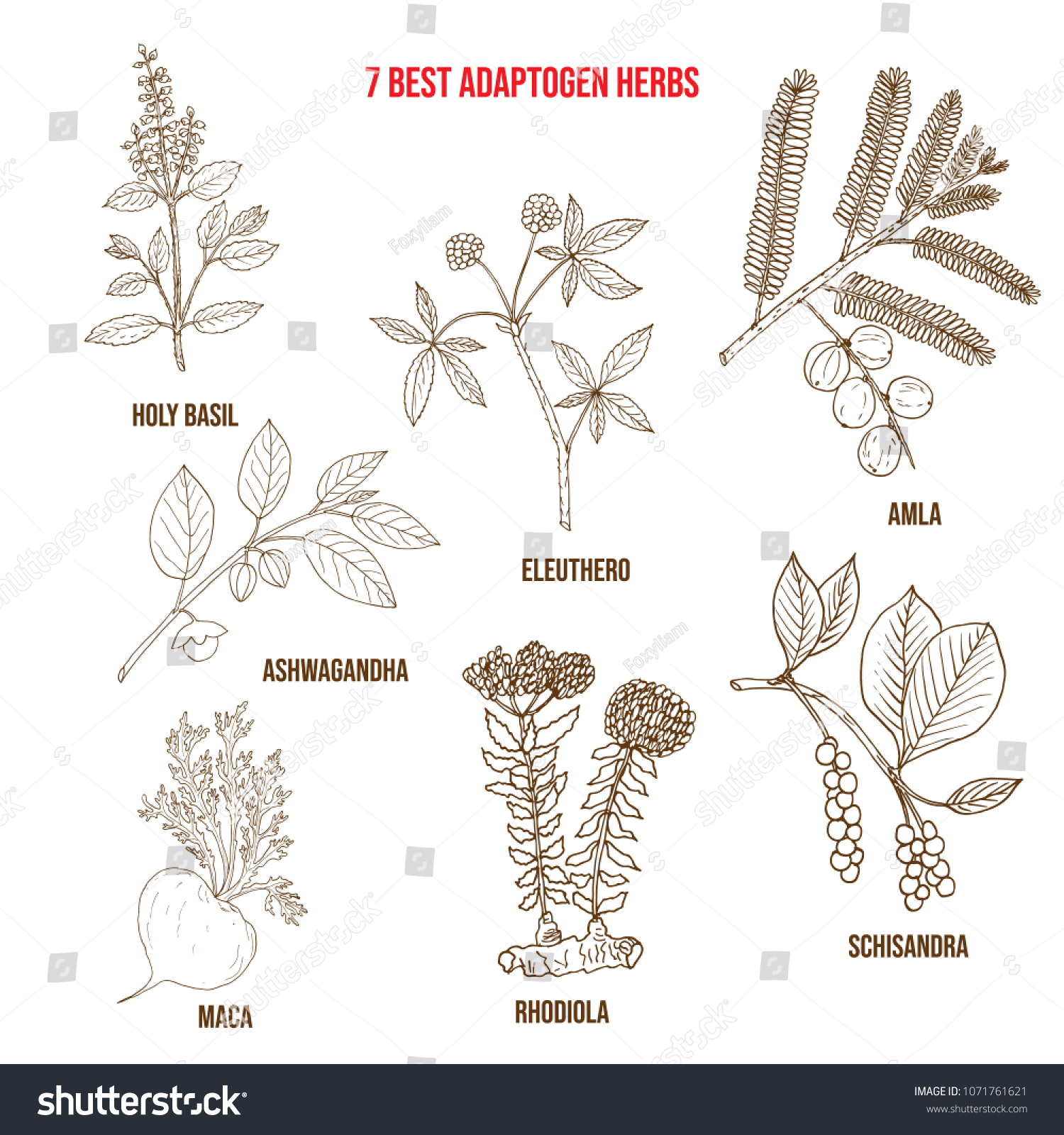 Best Adaptogen Herbs Hand Drawn Vector Stock Vector (Royalty Free ...