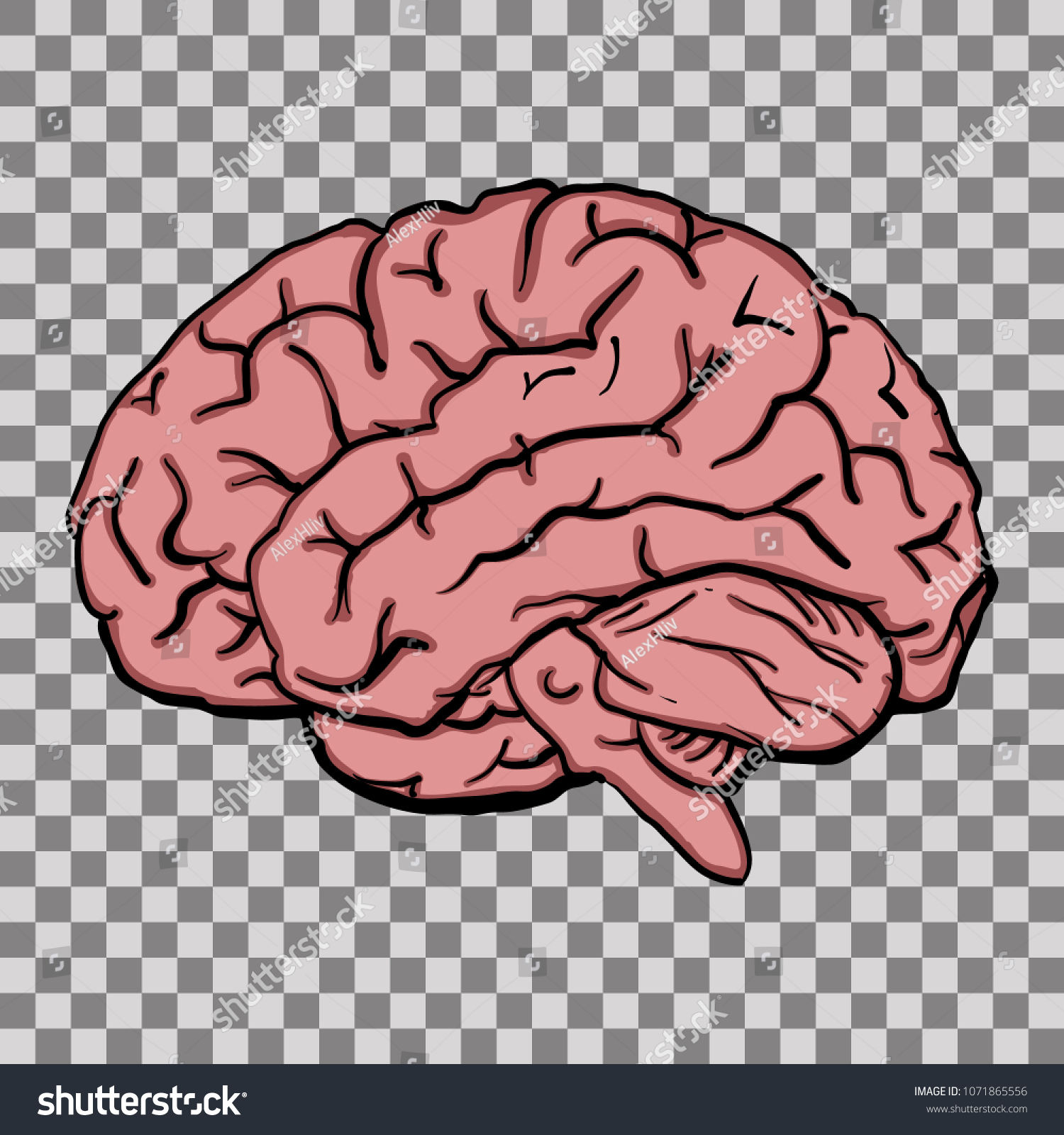 Brain Anatomy Human Brain Side View เวกเตอร์สต็อก ปลอดค่าลิขสิทธิ์ 1071865556 Shutterstock 6595