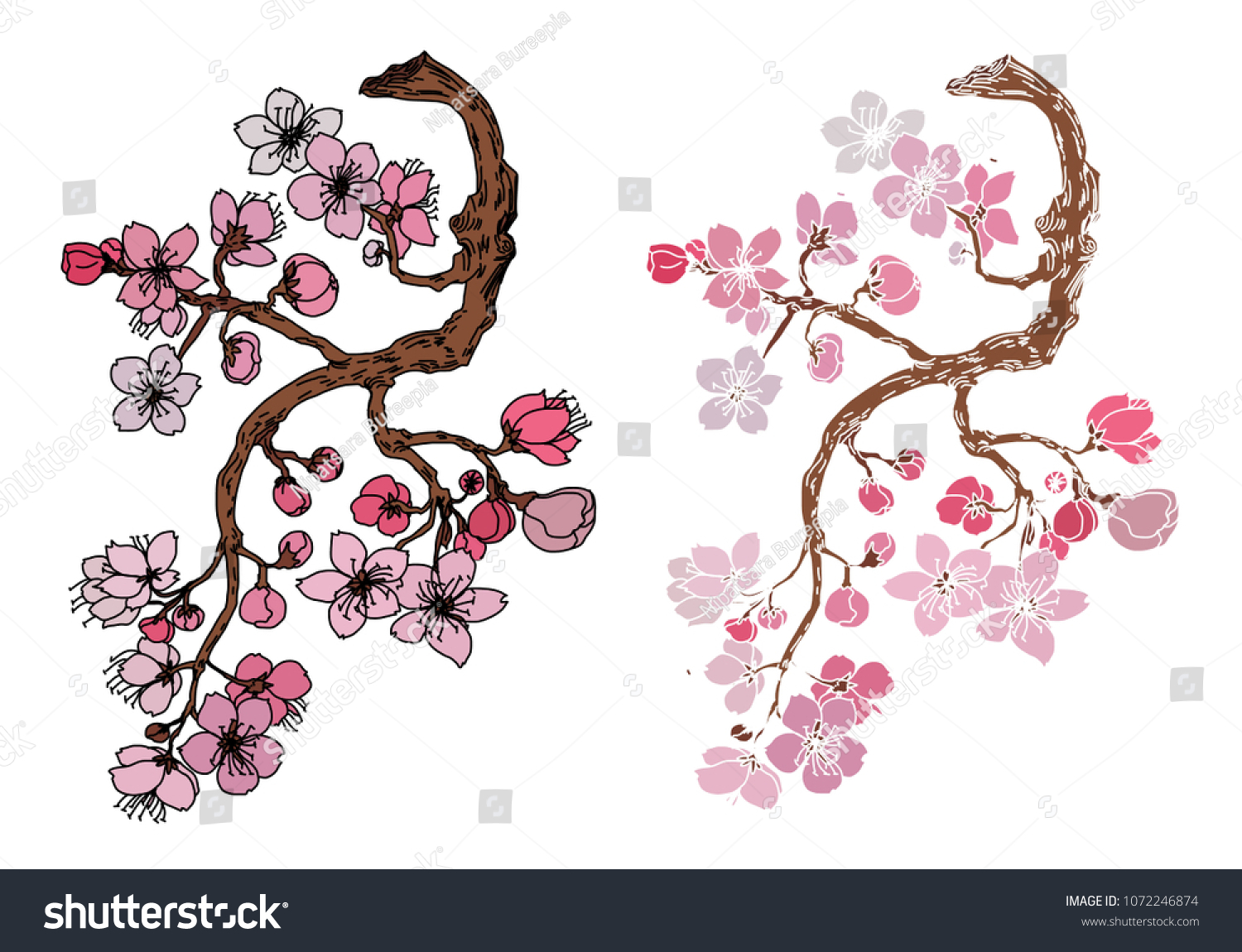 Hand Drawn Cherry Branches Flowersblack White Stock Vector (Royalty ...