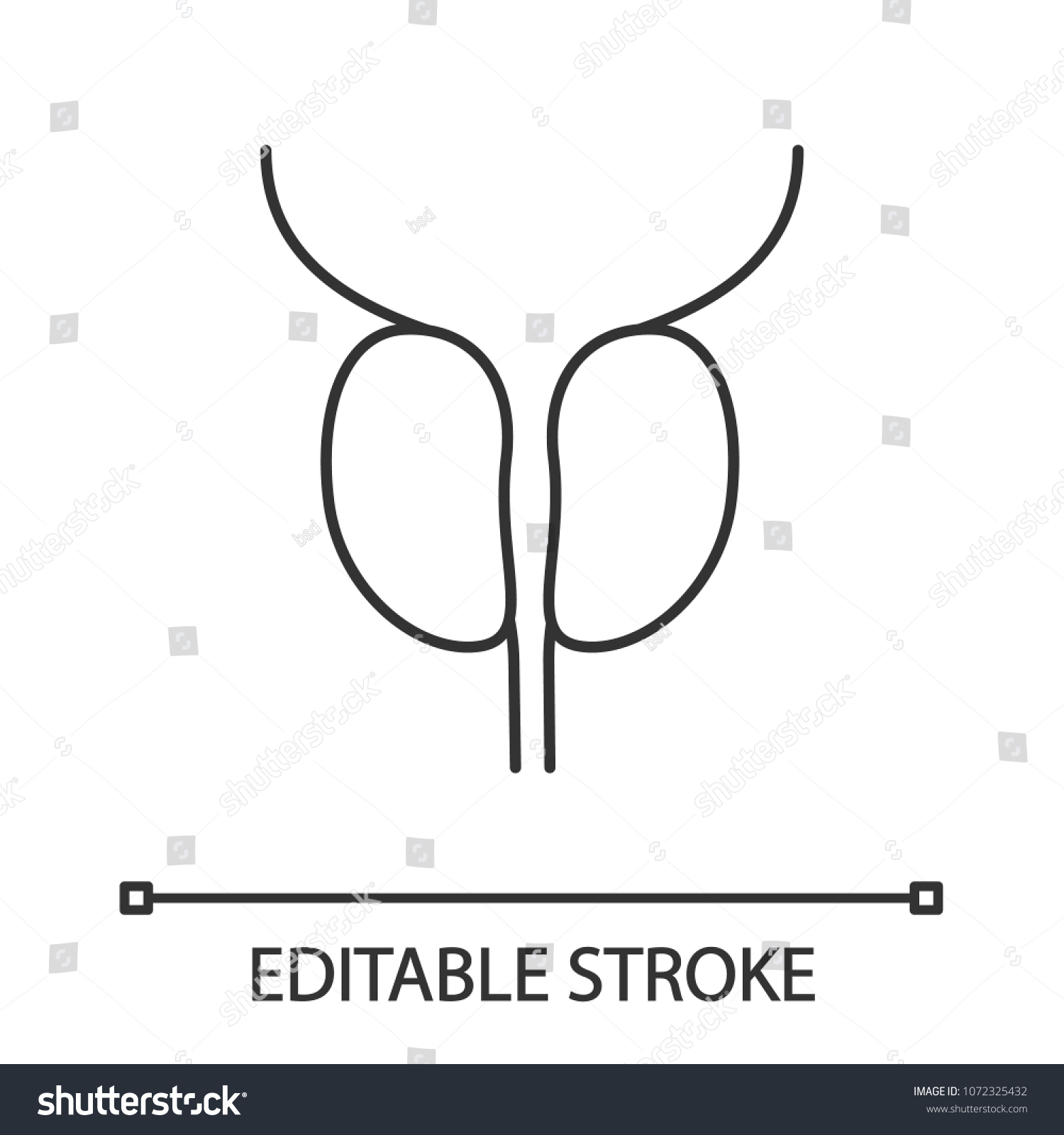 Prostate Gland Urethra Linear Icon Thin Stock Vector Royalty Free 1072325432 Shutterstock 7881