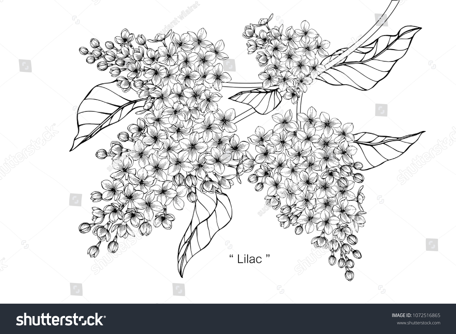 Lilac Flower Drawing Illustration Black White Stock Vector (Royalty ...