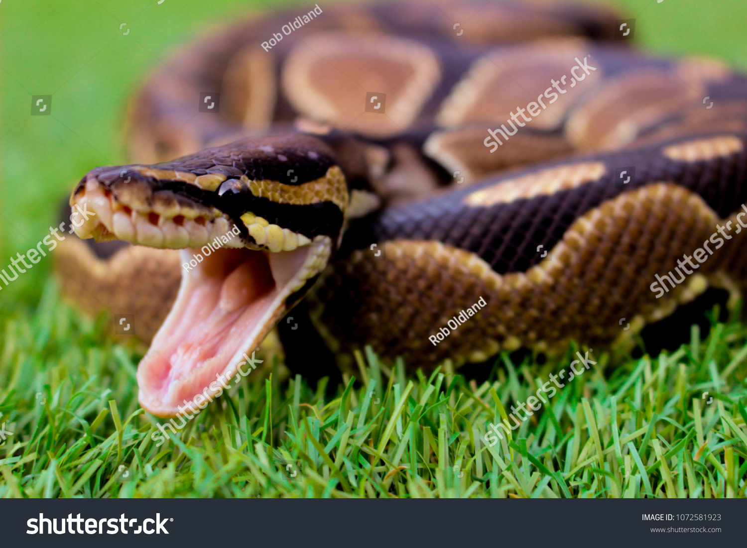 Royal Python Snake Mouth Open Stock Photo 1072581923 | Shutterstock