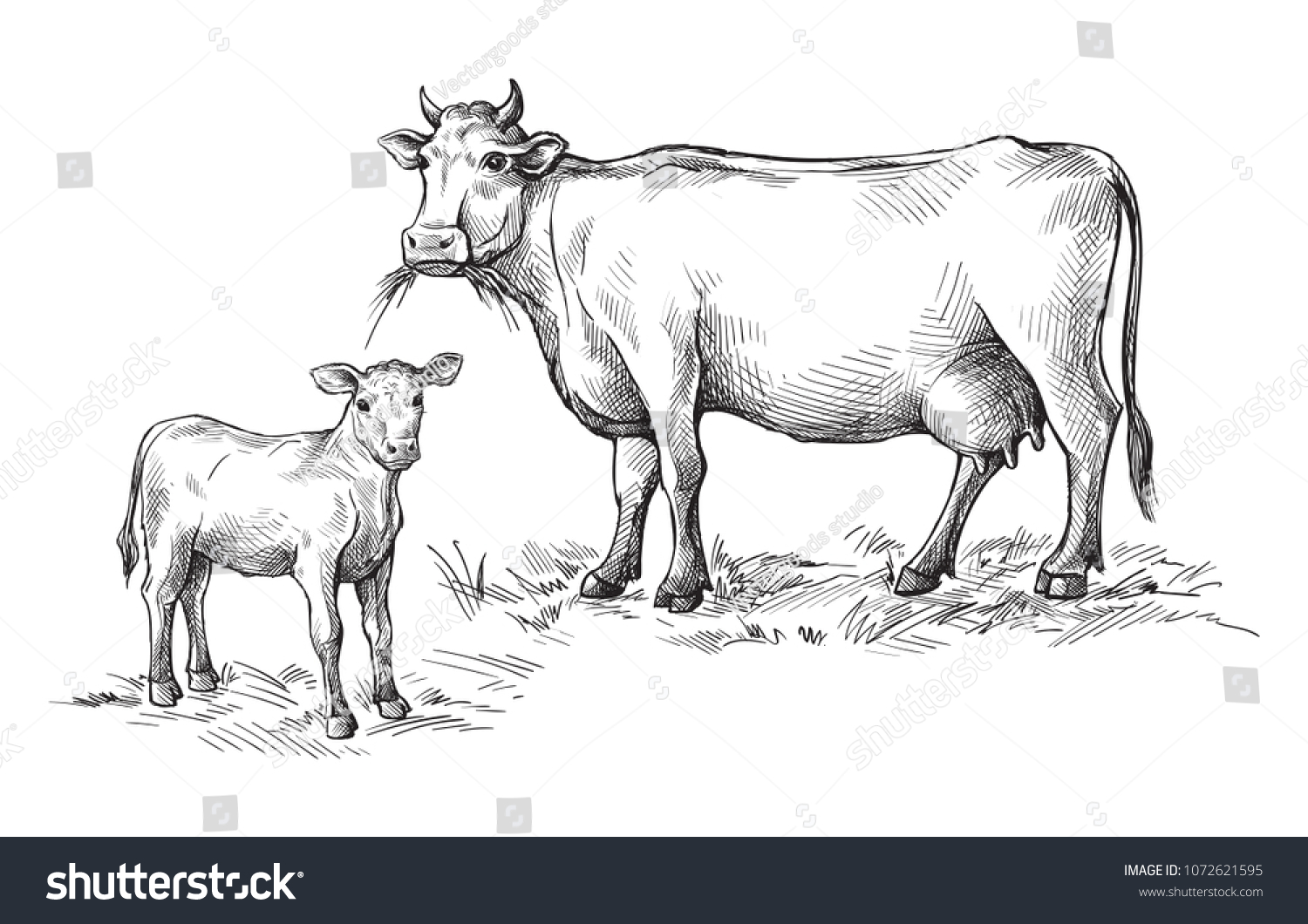 Корова зарисовка