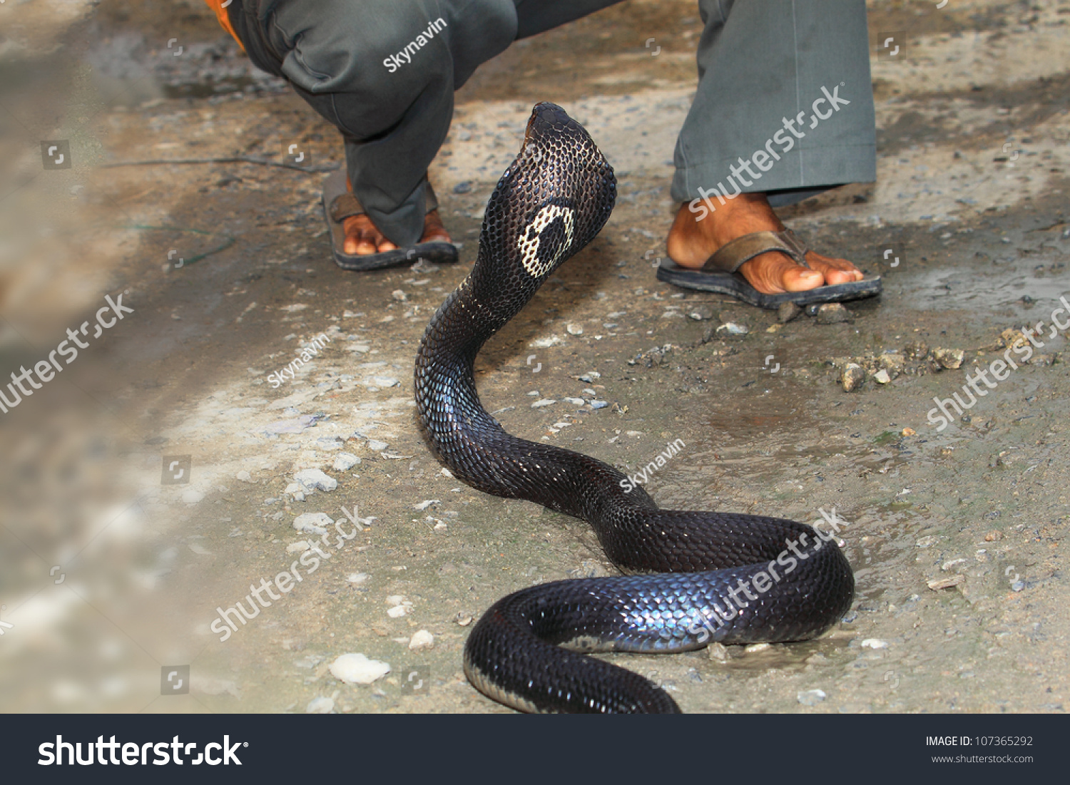 какие змеи в тайланде
