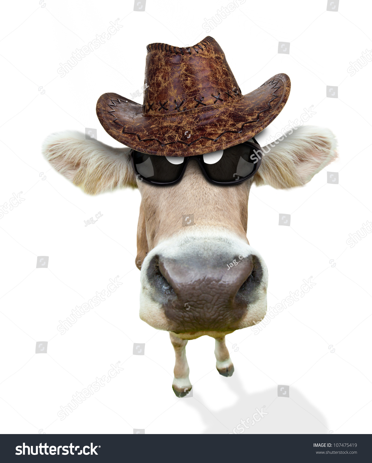 Funny Cow Portrait Isolated On White Stock Photo 107475419 | Shutterstock