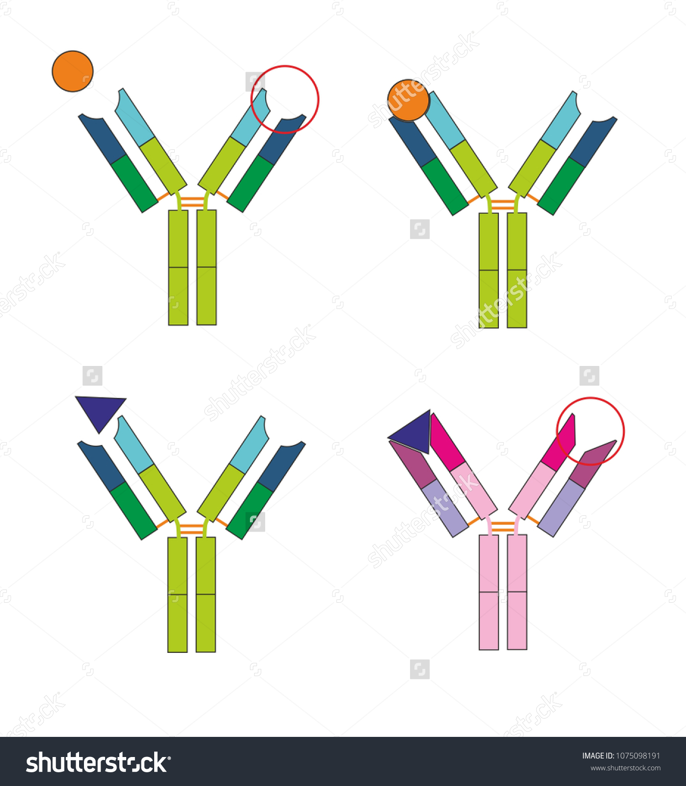 Recognition Mechanism Antibody Antigen Each Type Stock Illustration ...