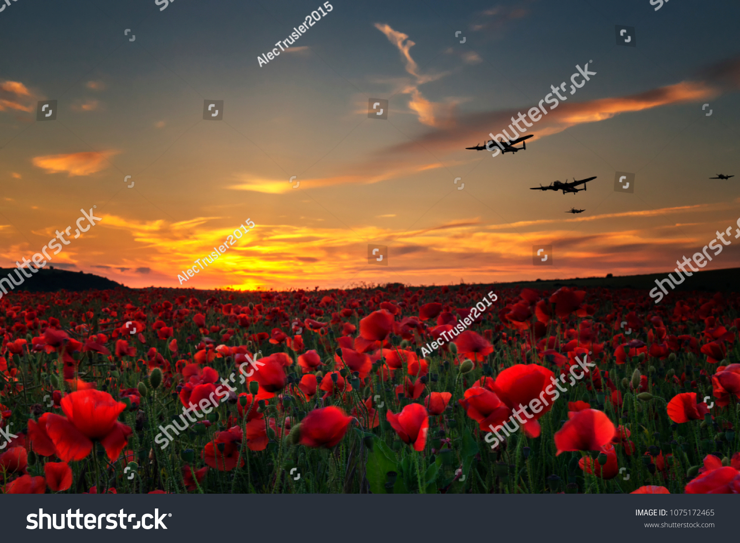 12 468 In Flanders Field Images Stock Photos Vectors Shutterstock   Stock Photo Lest We Forget Poppy Field With With Ww Planes Flying Across As The Sun Goes Down Remembrance Day 1075172465 