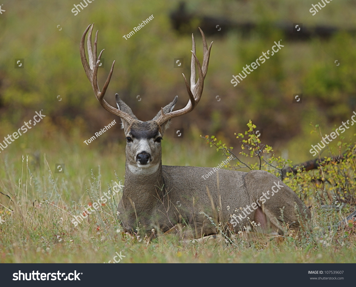 Trophy Mule Deer Buck Bedded Autumn Stock Photo 107539607 | Shutterstock