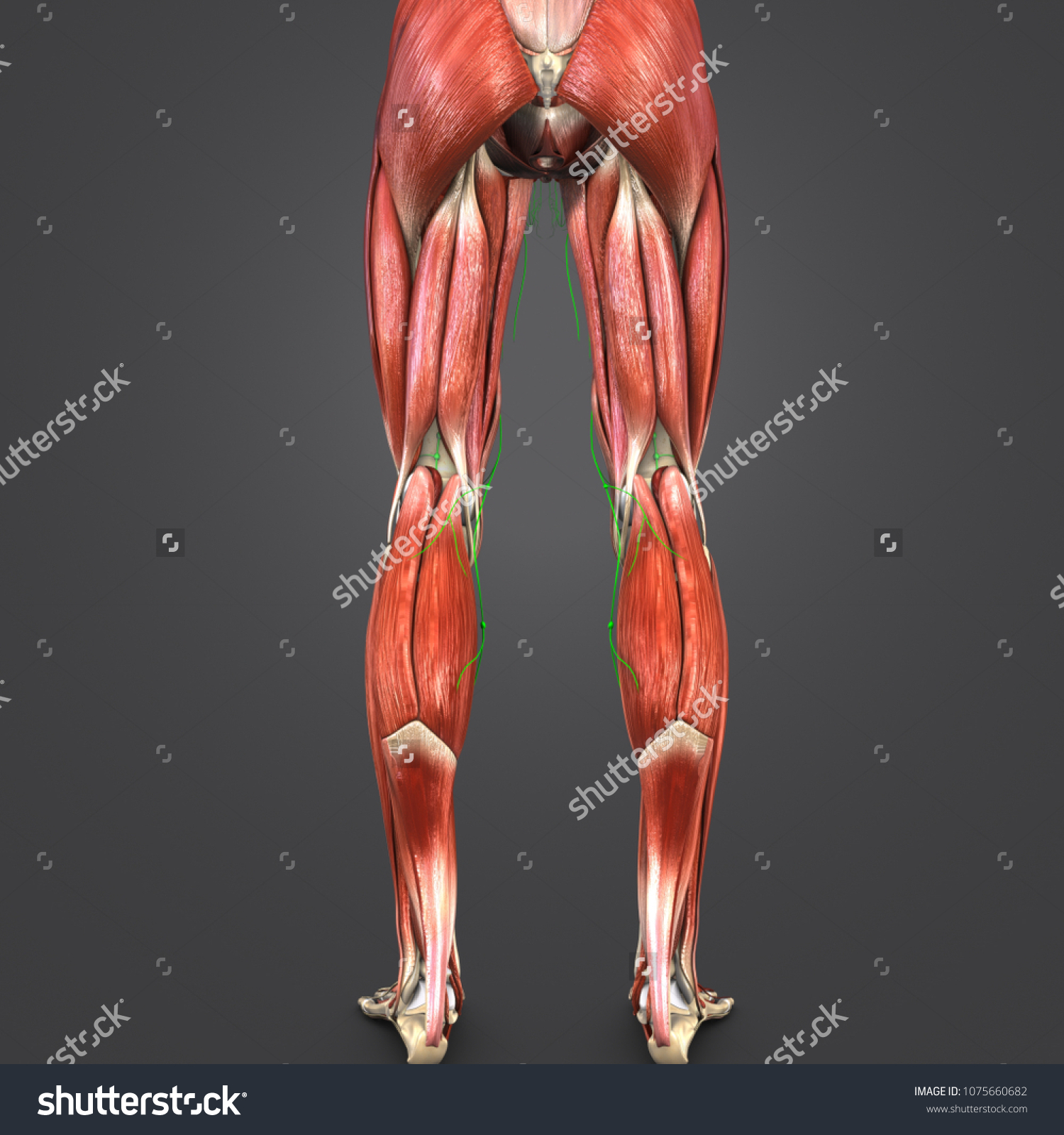 Lower Limbs Muscle Anatomy Lymph Nodes Stock Illustration 1075660682 ...