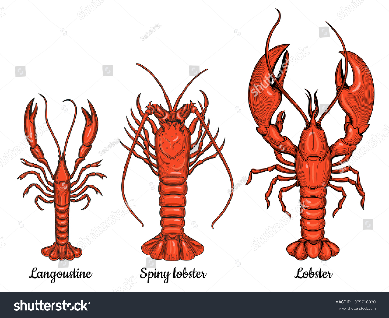 Langoustine Spiny Lobster Lobster Seafood Vector Stock Vector (Royalty ...