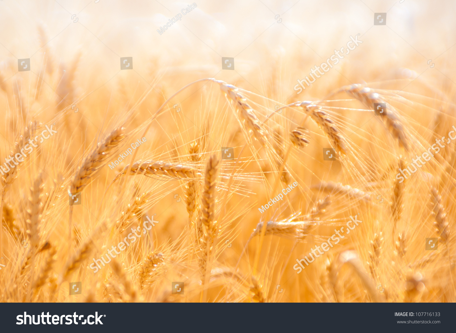 golden wheat field high resolution