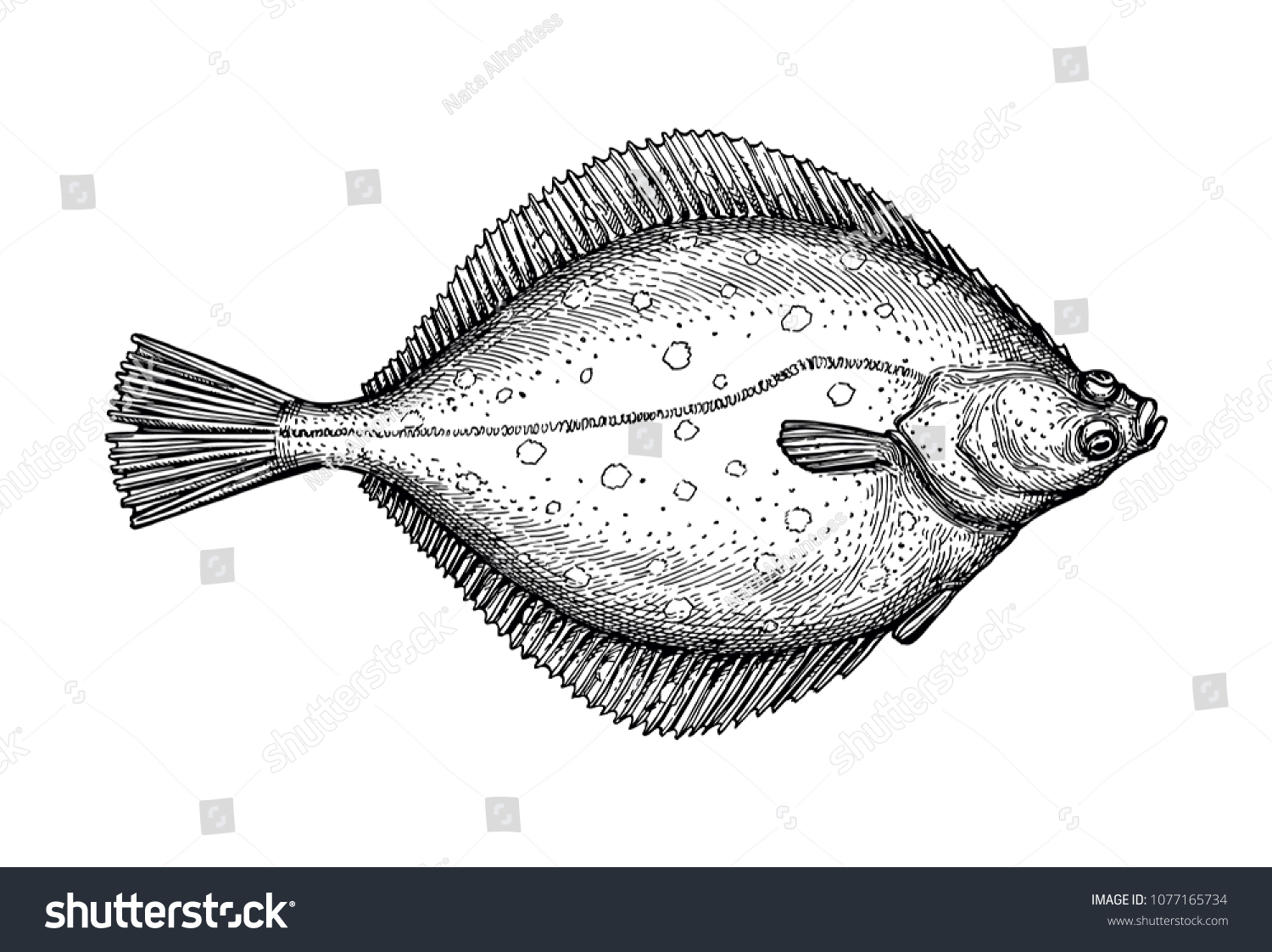 Floundering Stock Vectors Images Vector Art Shutterstock