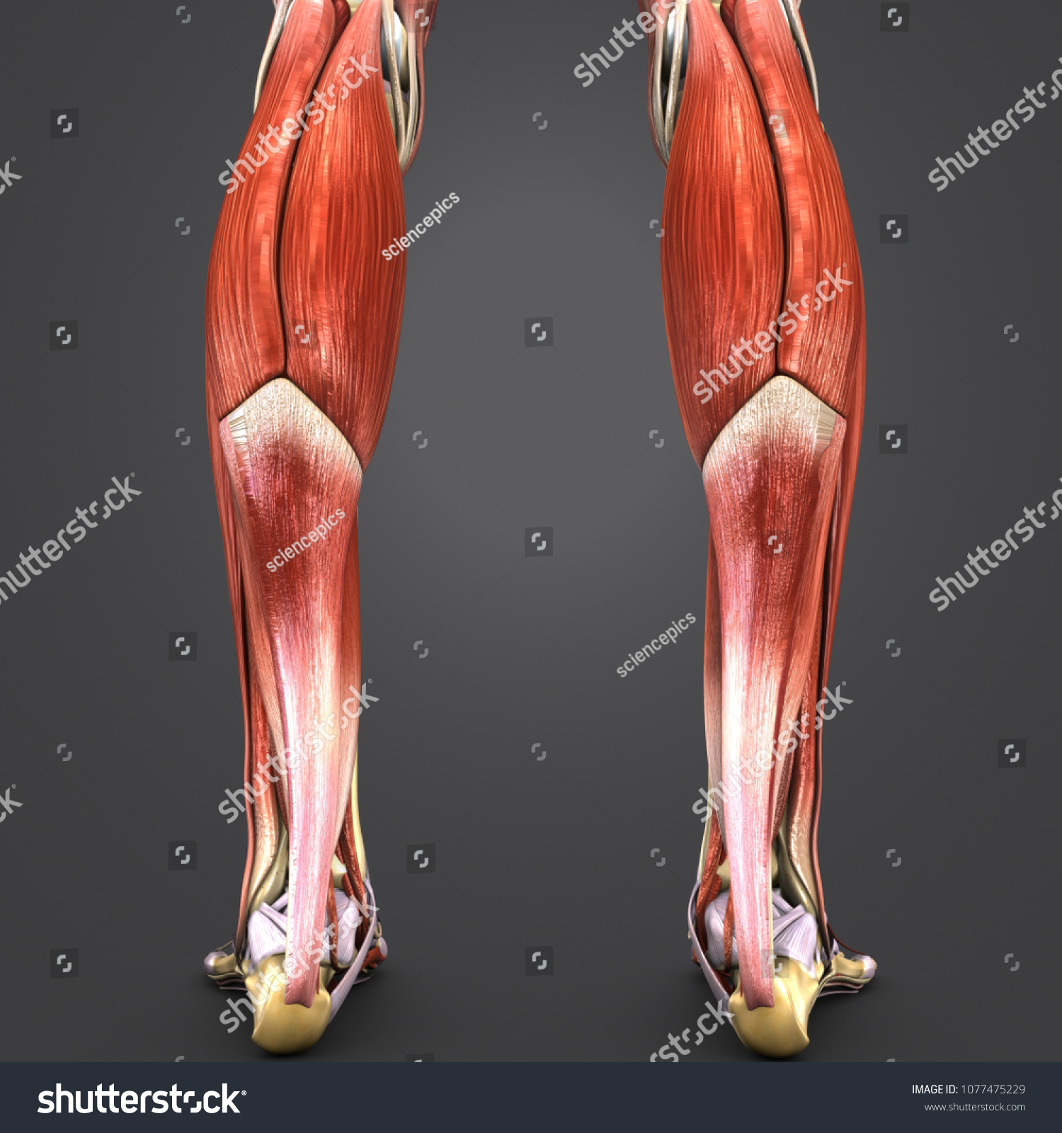 Legs Muscles Anatomy Skeleton Lymph Nodes Stock Illustration 1077475229 ...