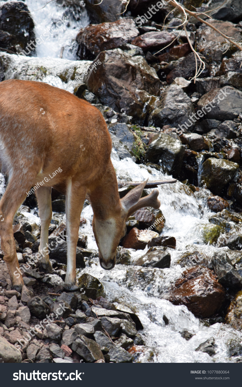 deer drinking water from stream