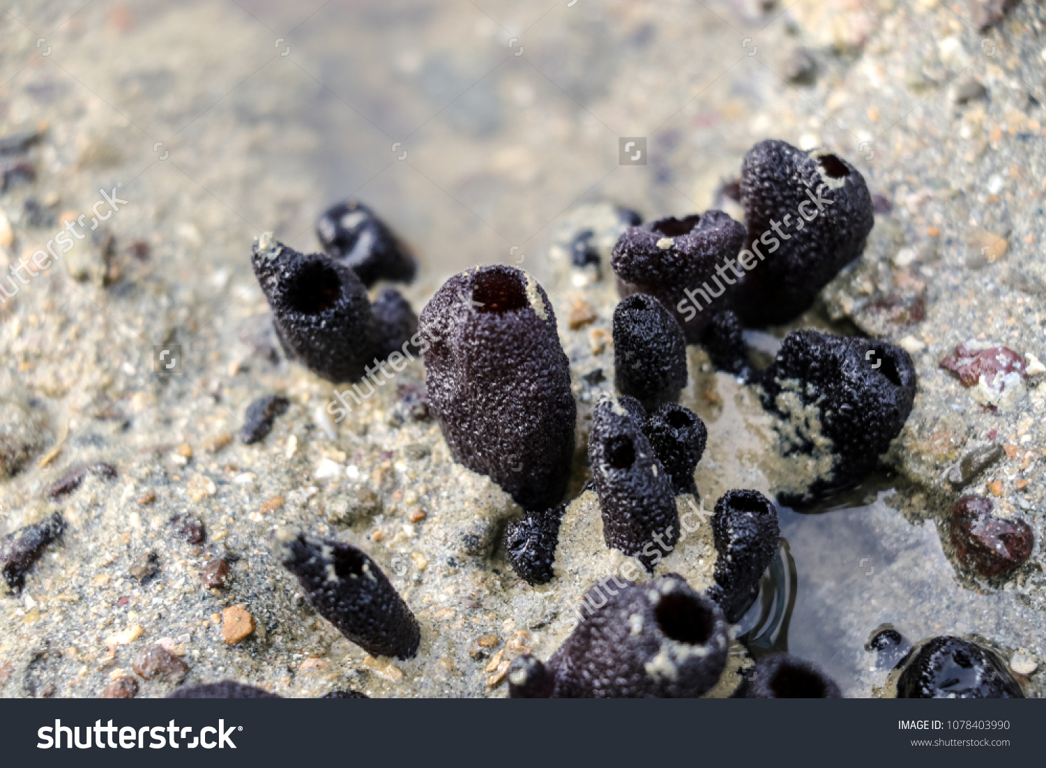 Sponges Members Phylum Porifera Education Marine Stock Photo 1078403990 ...