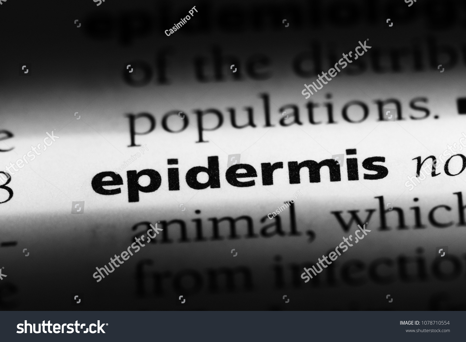 epidermis-word-dictionary-epidermis-concept-stock-photo-1078710554