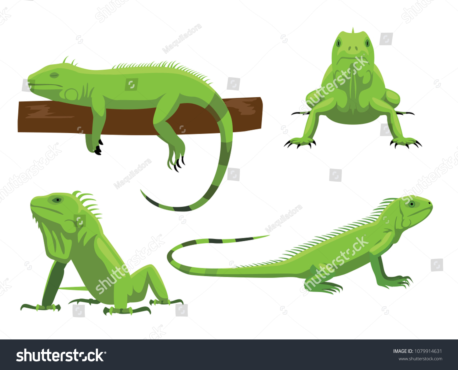 Cute Green Iguana Poses Cartoon Vector Stock Vector (Royalty Free ...