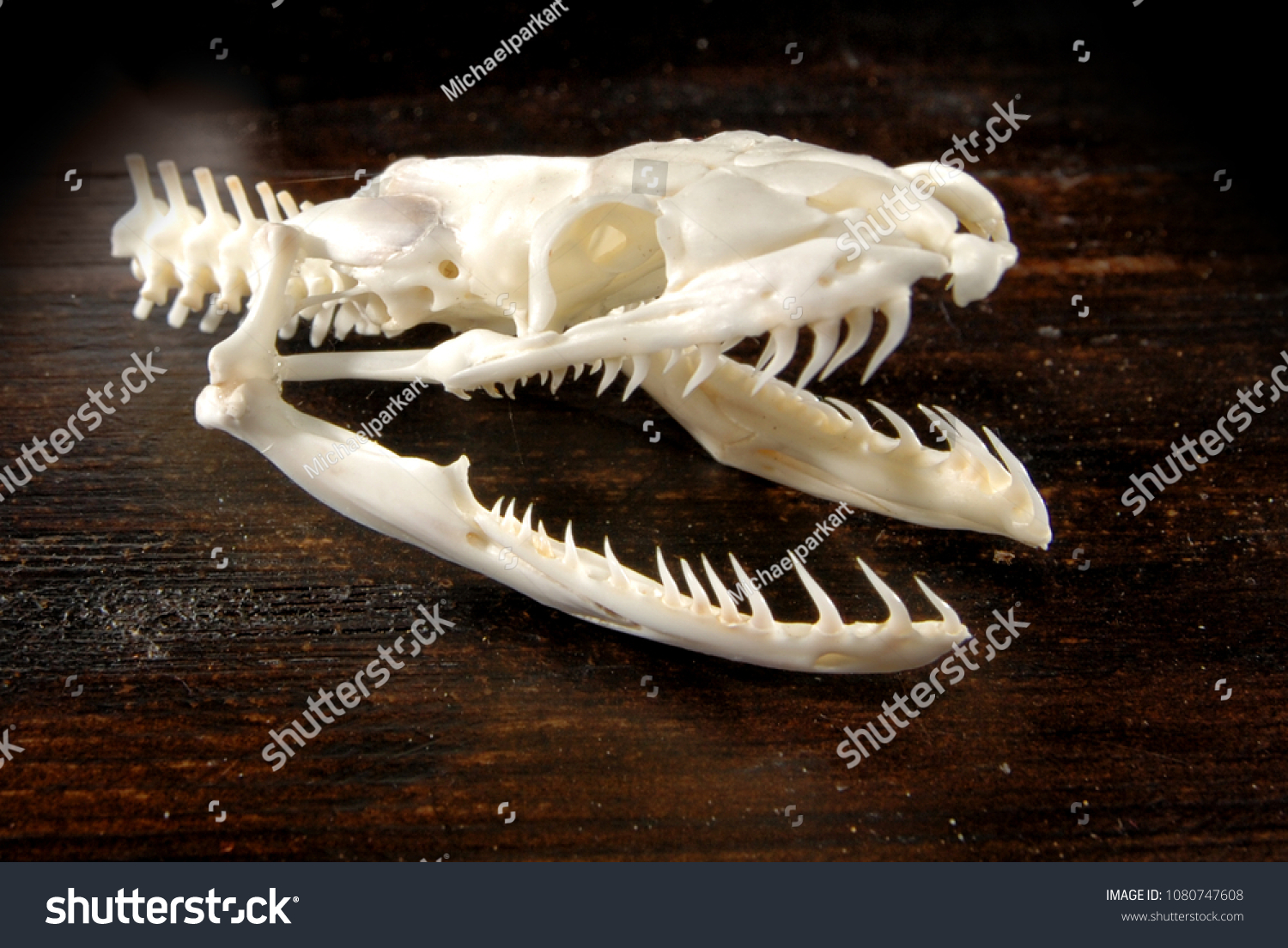 burmese python teeth