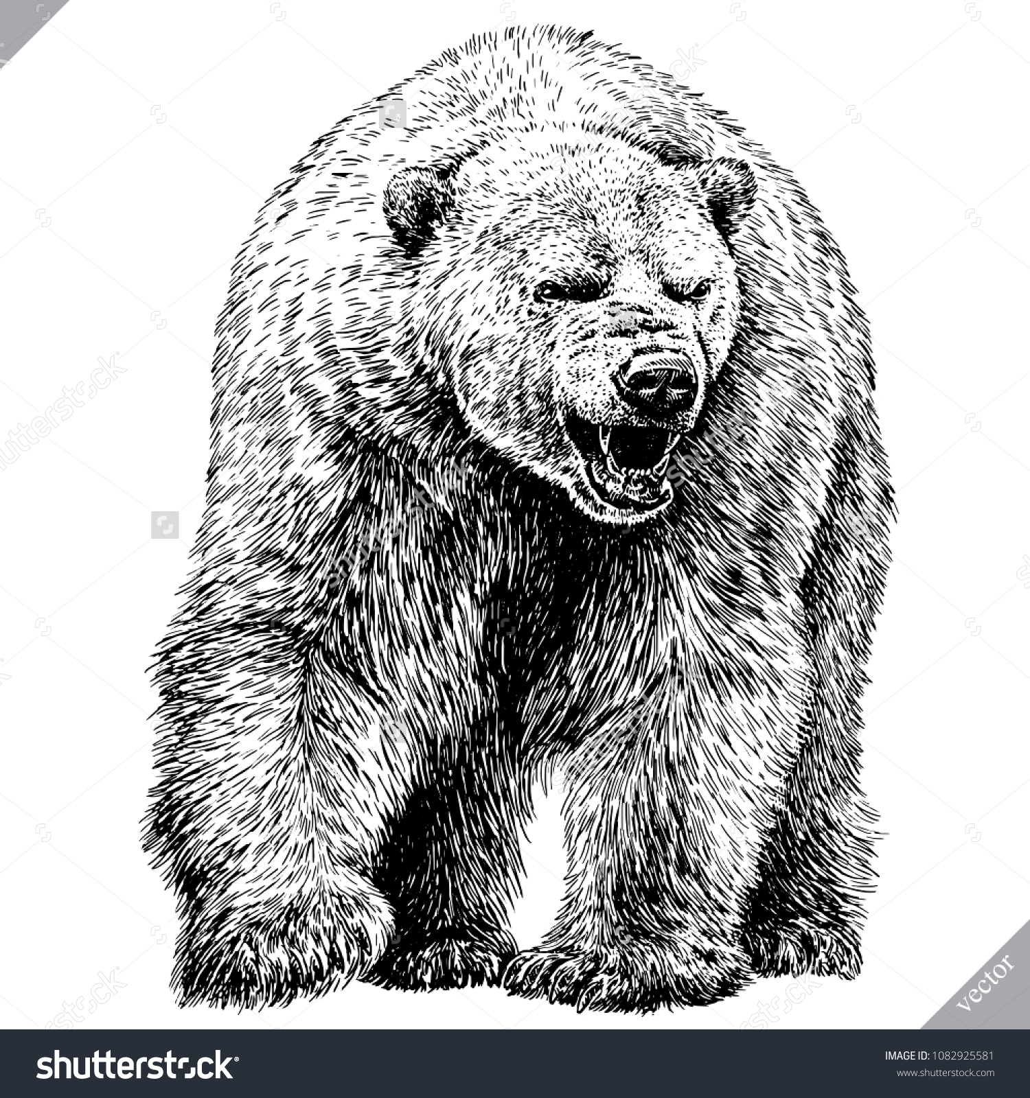 Медведь с медвежатами ч/б
