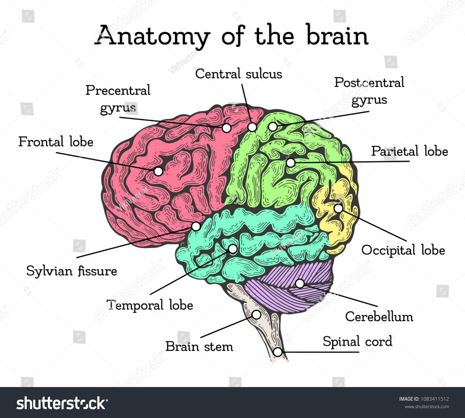 Brain Anatomy Color Scheme Brain Divided Stock Vector (Royalty Free ...