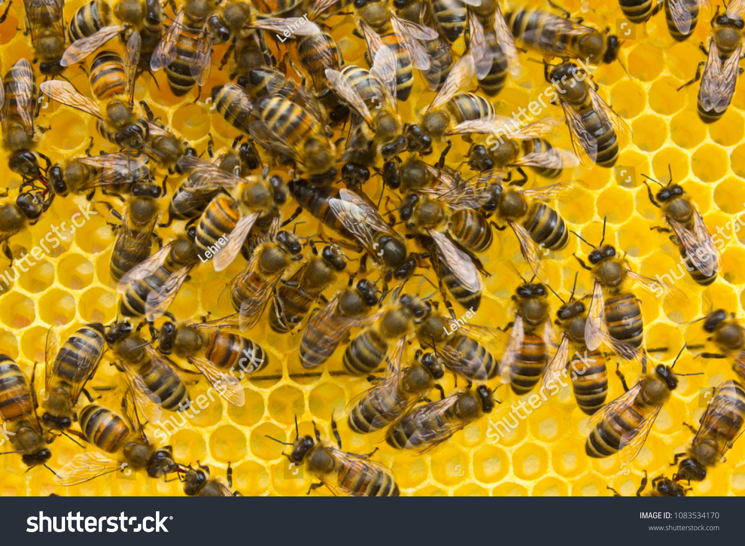 Какие отношения между крапивницей и пчелой. Королева пчел. Кокон королевы пчел. Пчелы выложили красивые соты. Апизан.
