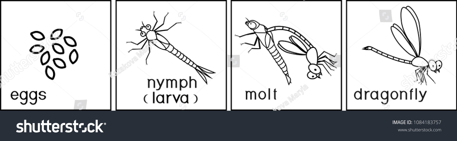 Coloring Page Life Cycle Dragonfly Stock Vector (Royalty Free