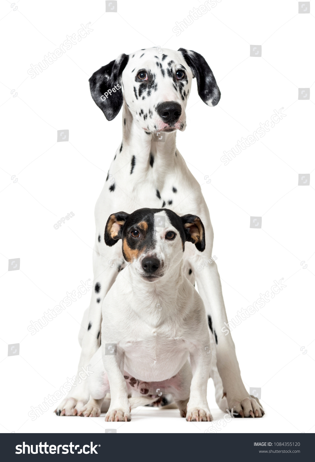 jack russell dalmation mix puppies