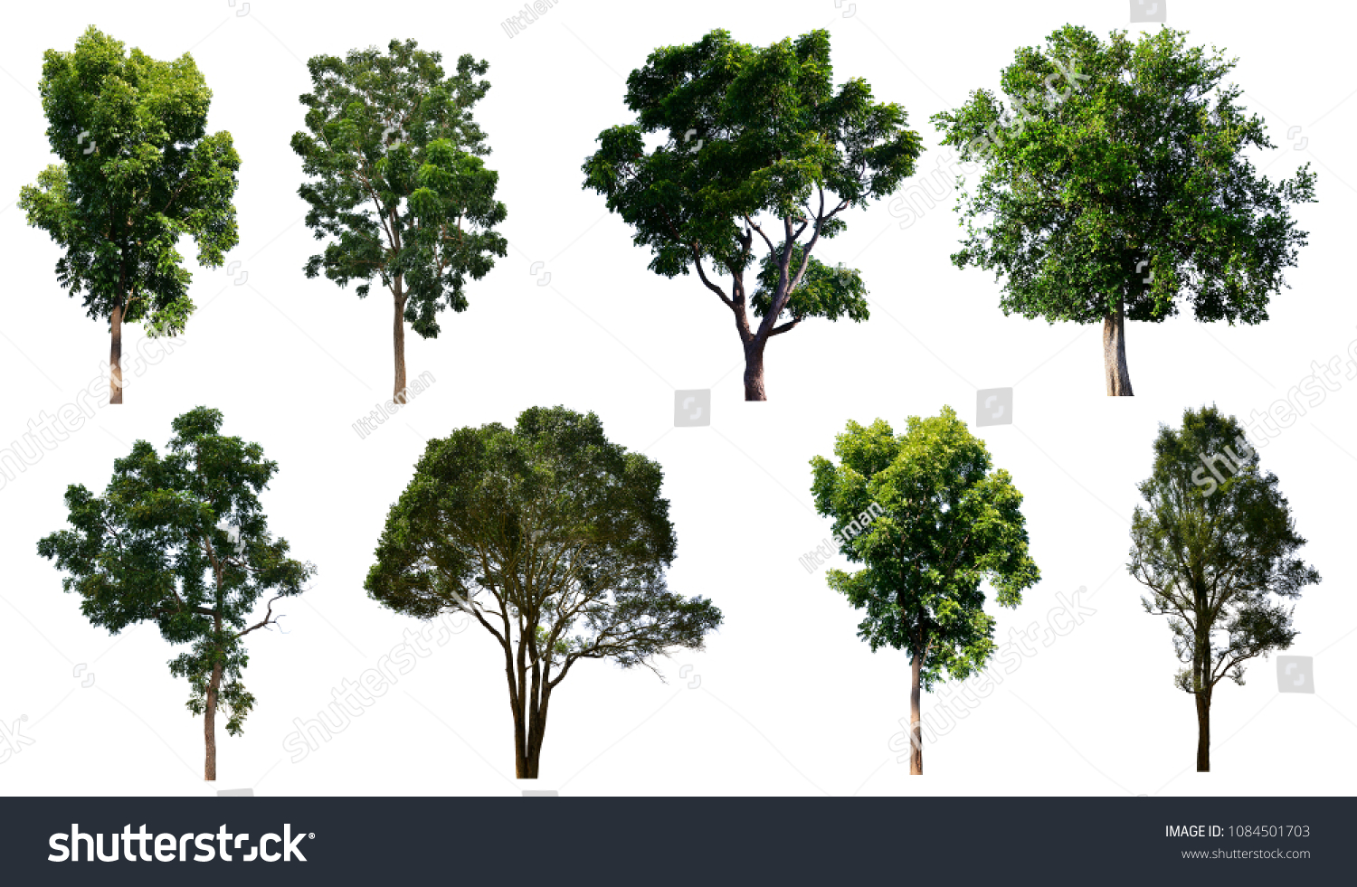 Collection Tropical Big Tree Isolated On Stock Photo 1084501703 ...