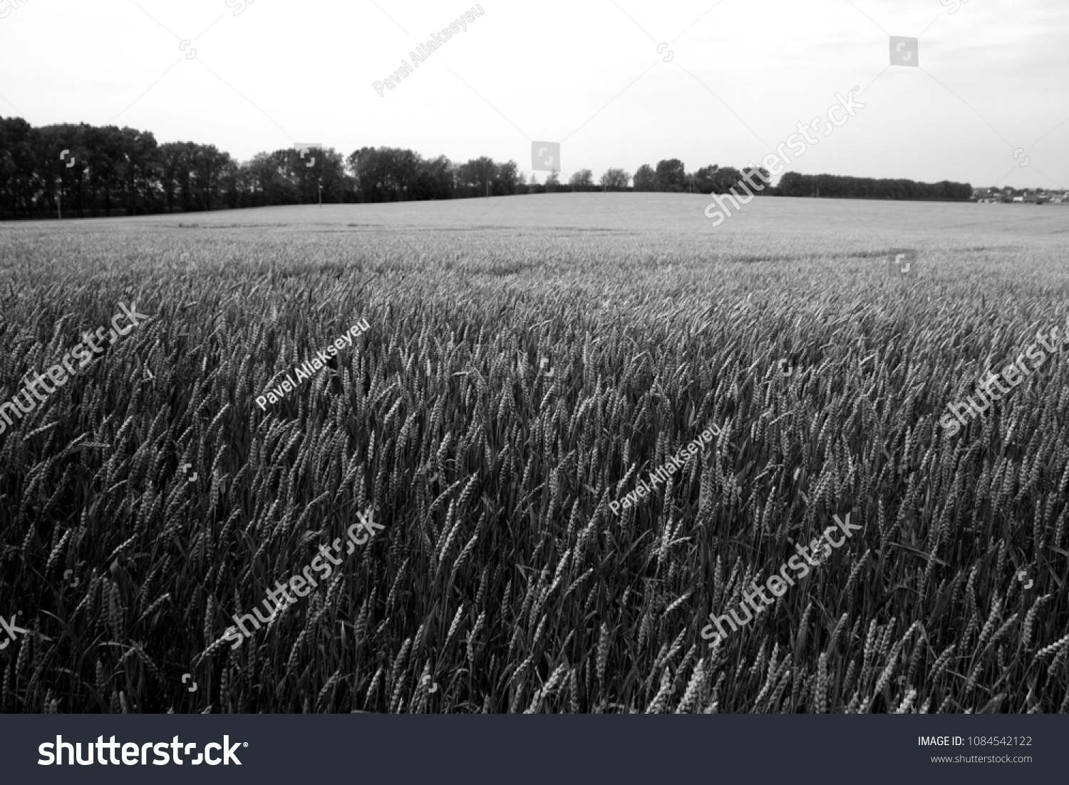 20,354 Black And White Grain Field Images, Stock Photos & Vectors ...