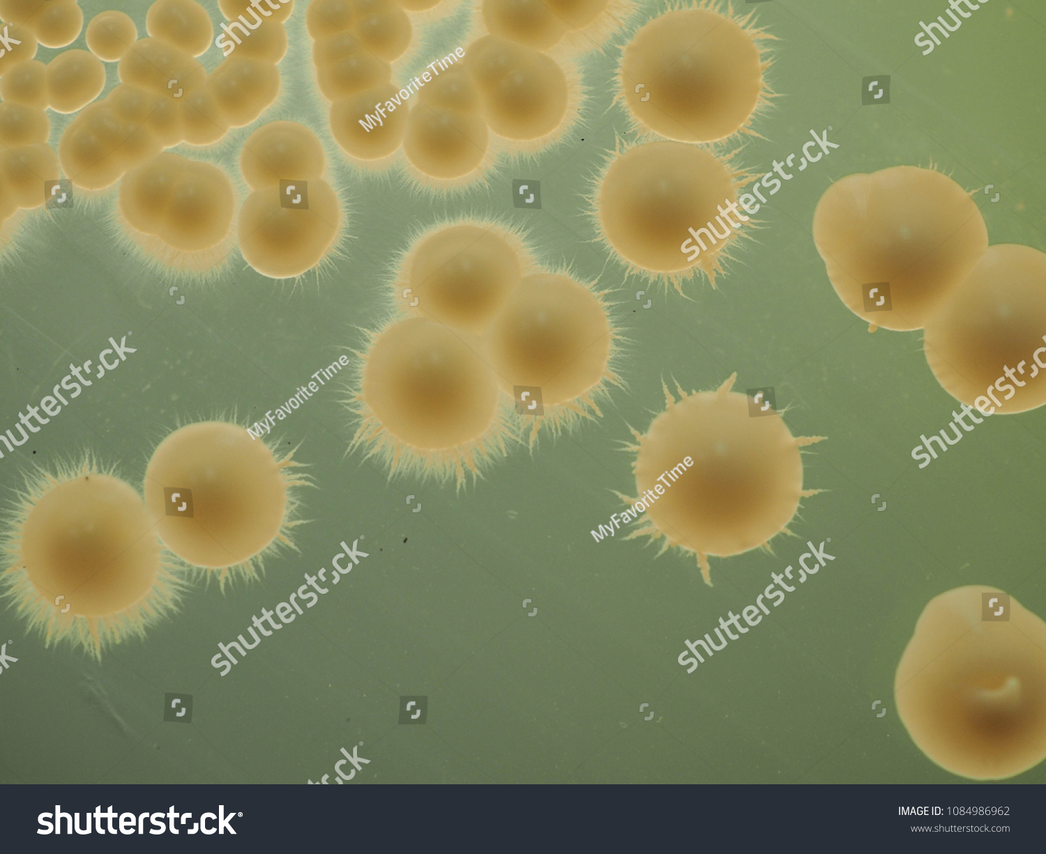 candida colony