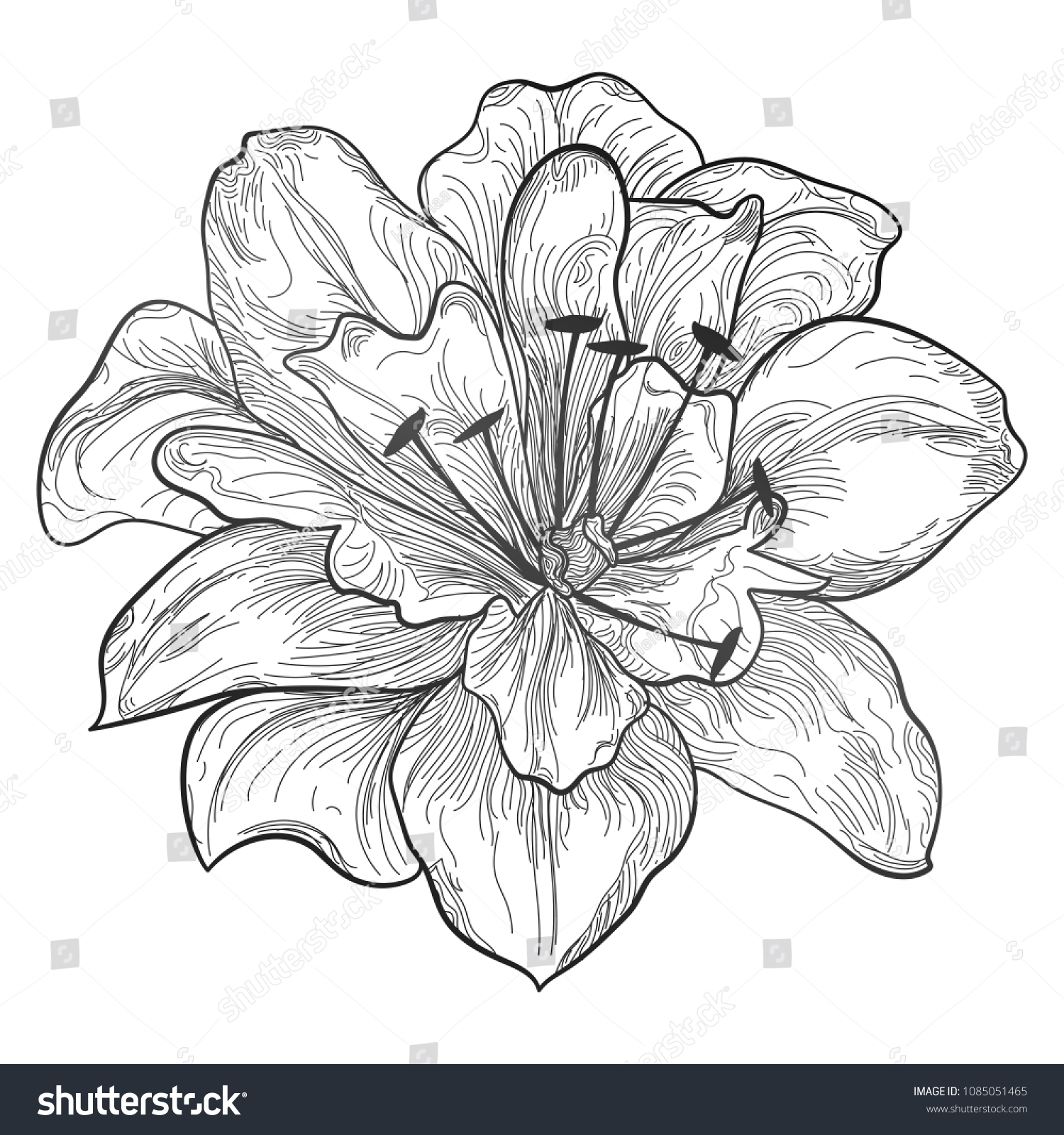 Beautiful Lily Flower Isolated Vector Illustration Stock Vector ...