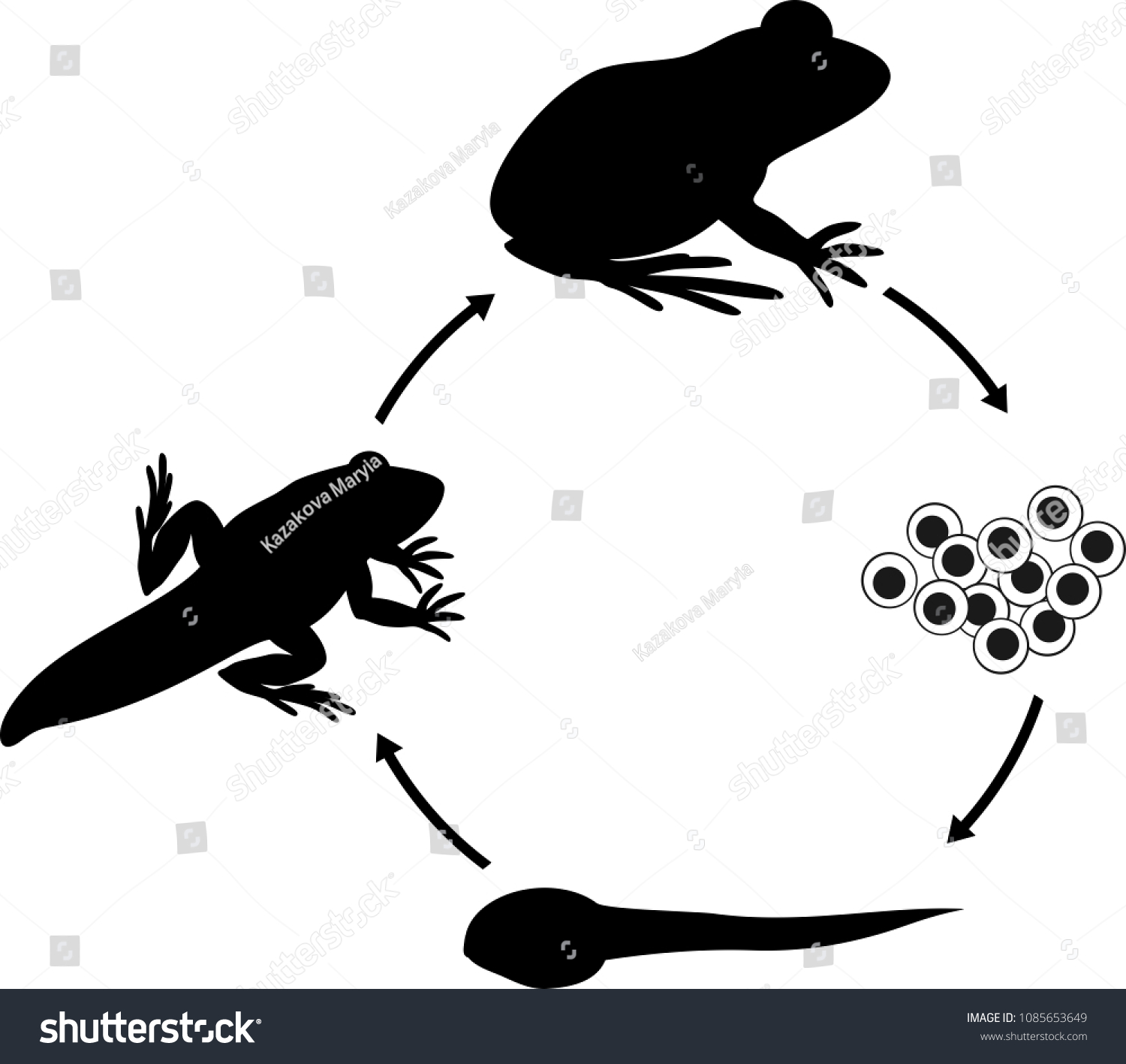 Life Cycle Frog Sequence Stages Development Stock Vector (Royalty Free ...