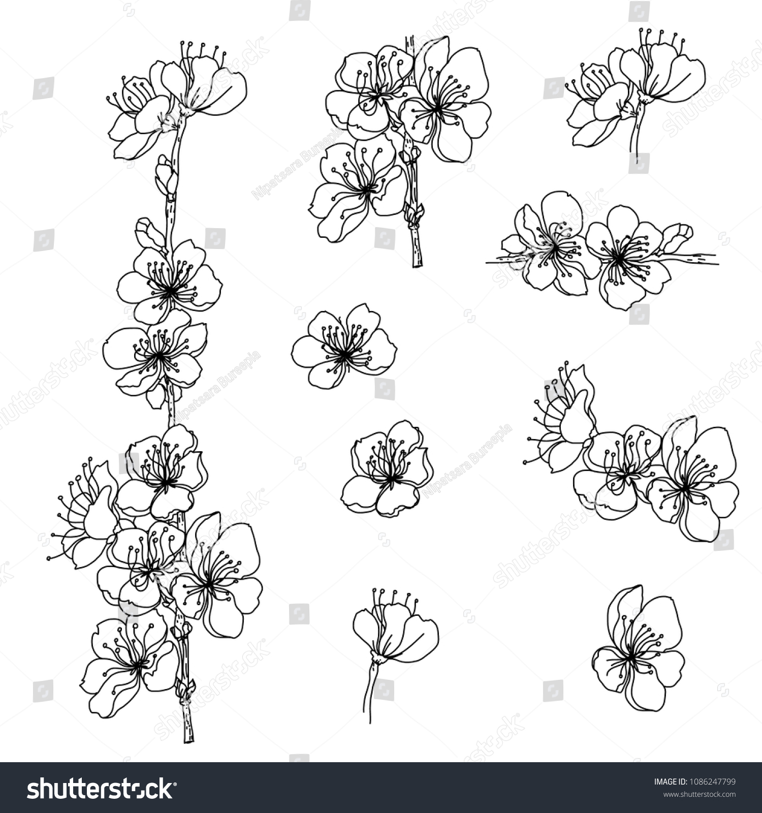 Outline Cherry Blossom Isolate On White Stock Vector (Royalty Free ...