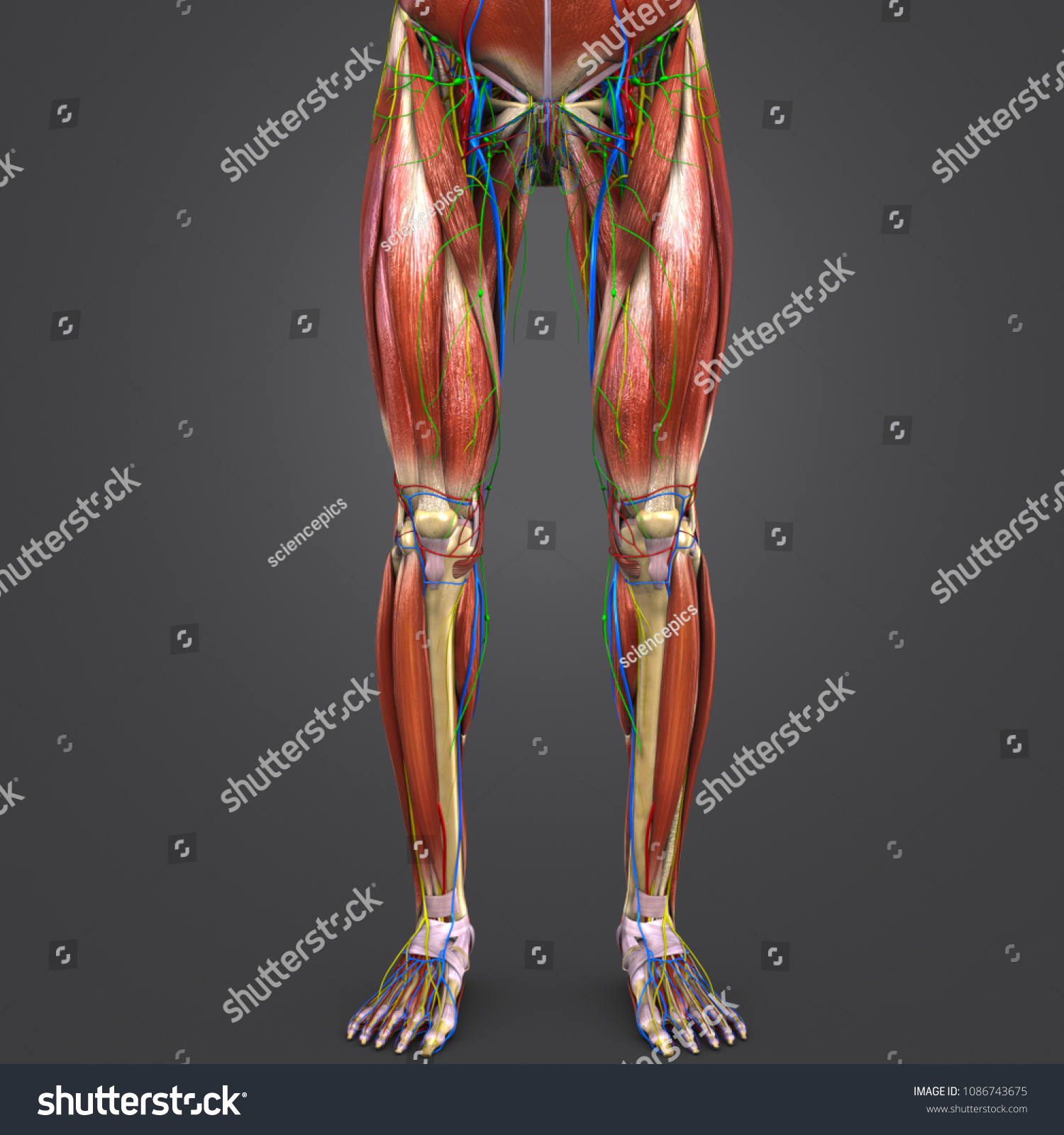 Lower Limbs Muscle Anatomy Skeleton Arteriesveins Stock Illustration ...