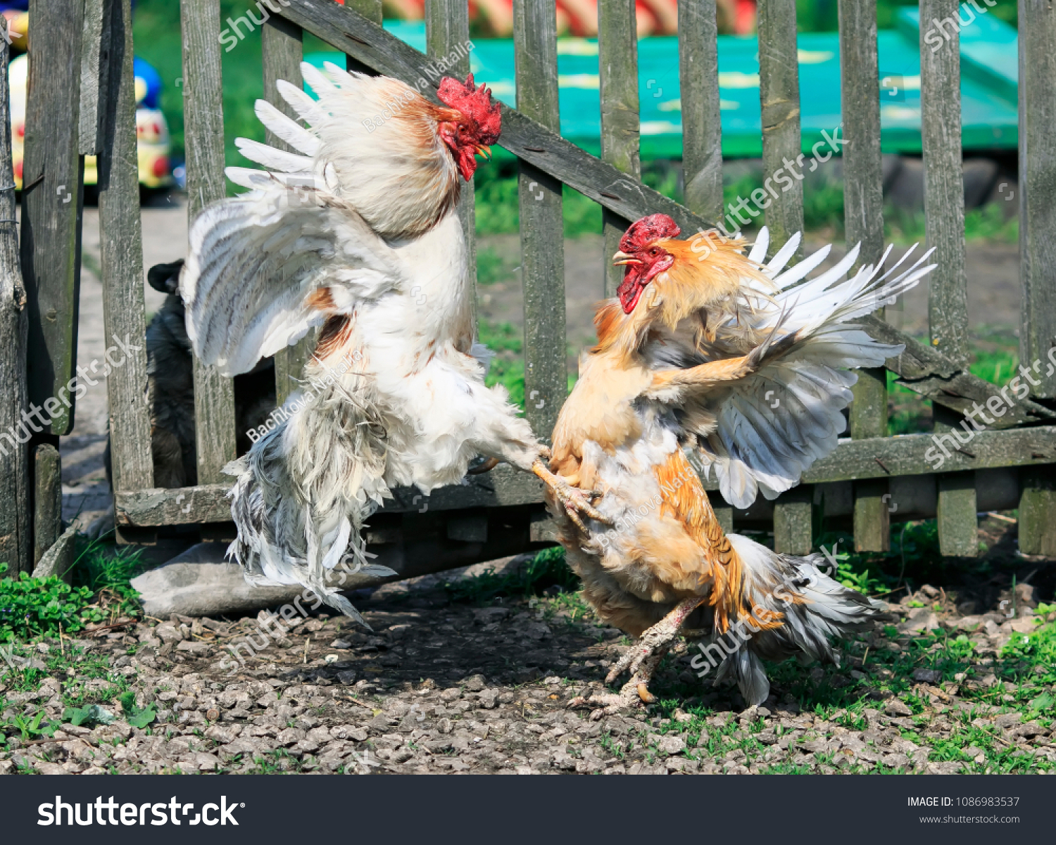 Crazy Chicks Fights