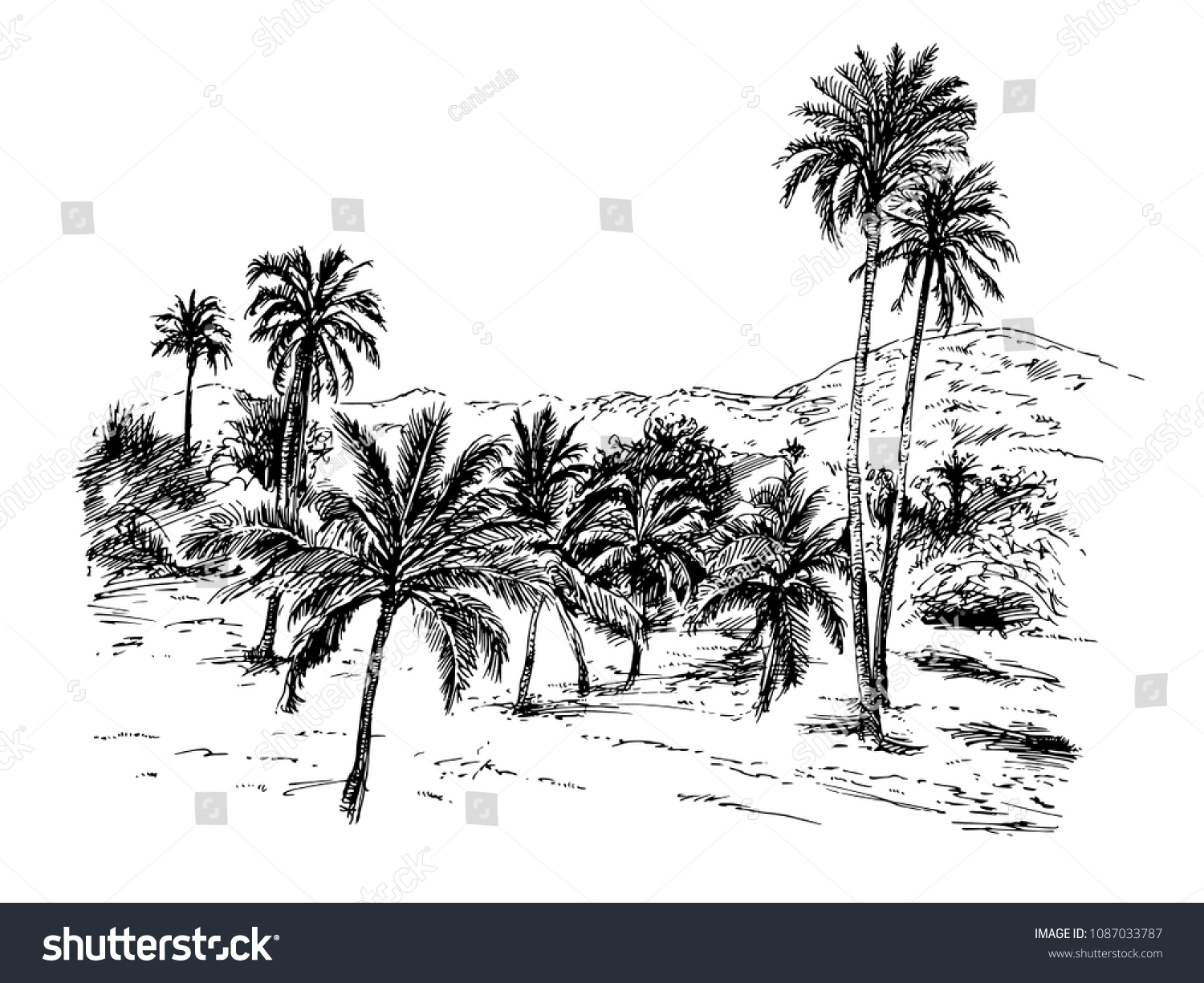 Palm Jungle Hand Drawn Vector Illustration Stock Vector (Royalty Free ...