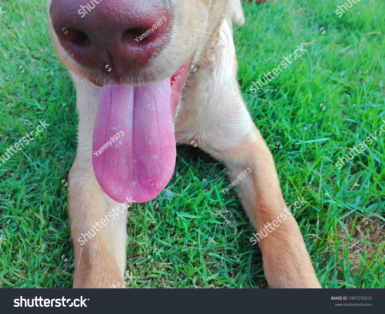 what color should a dogs tongue be