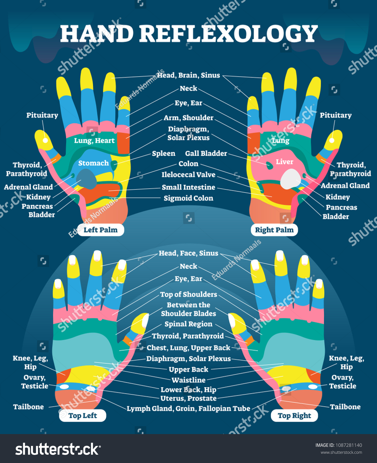 Hand Reflexology Massage Therapy Medical Vector Stock Vector Royalty Free 1087281140 1069