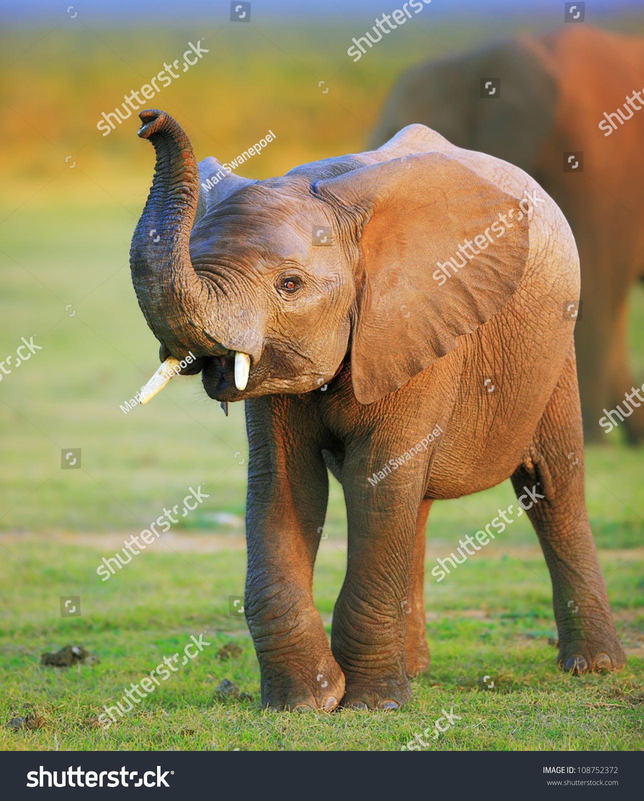 Baby Elephant Raised Trunk Stock Photo 108752372 | Shutterstock