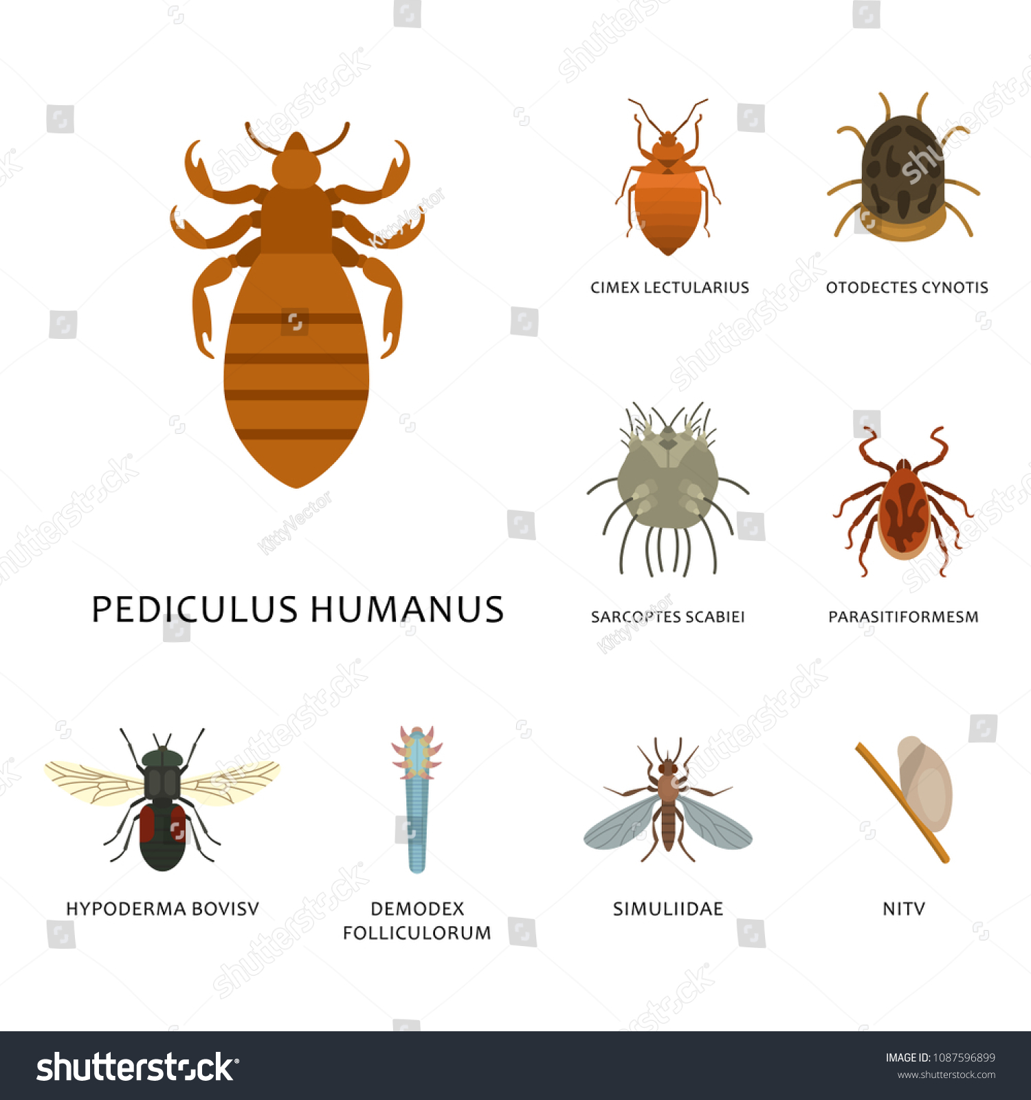 Human Skin Parasites Vector Housing Pests Stock Vector (Royalty Free ...