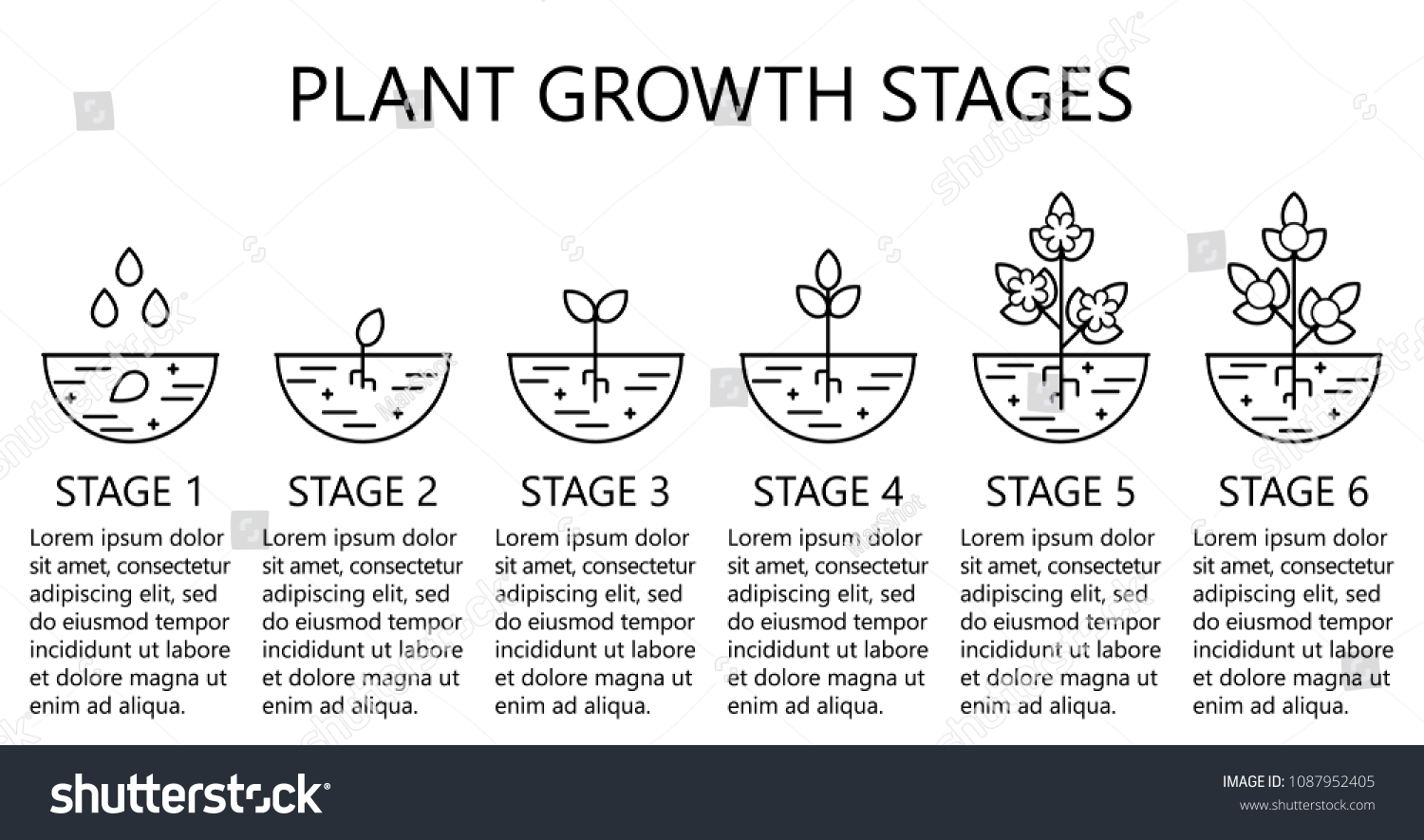 Vektor Stok Plant Growth Stages Infographics Line Art (Tanpa Royalti ...