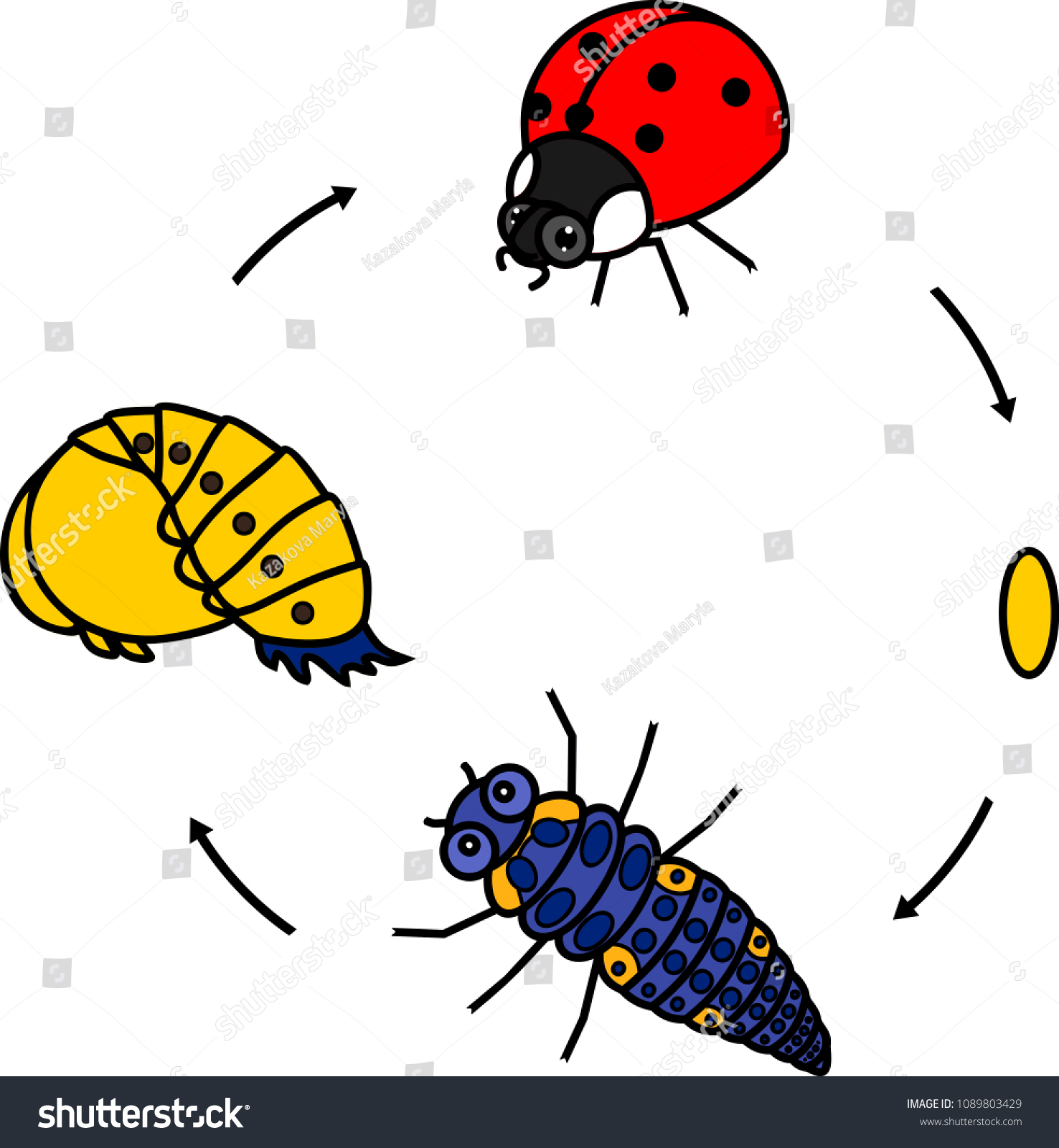 Life Cycle Ladybug Sequence Stages Development Stock Vector (Royalty ...