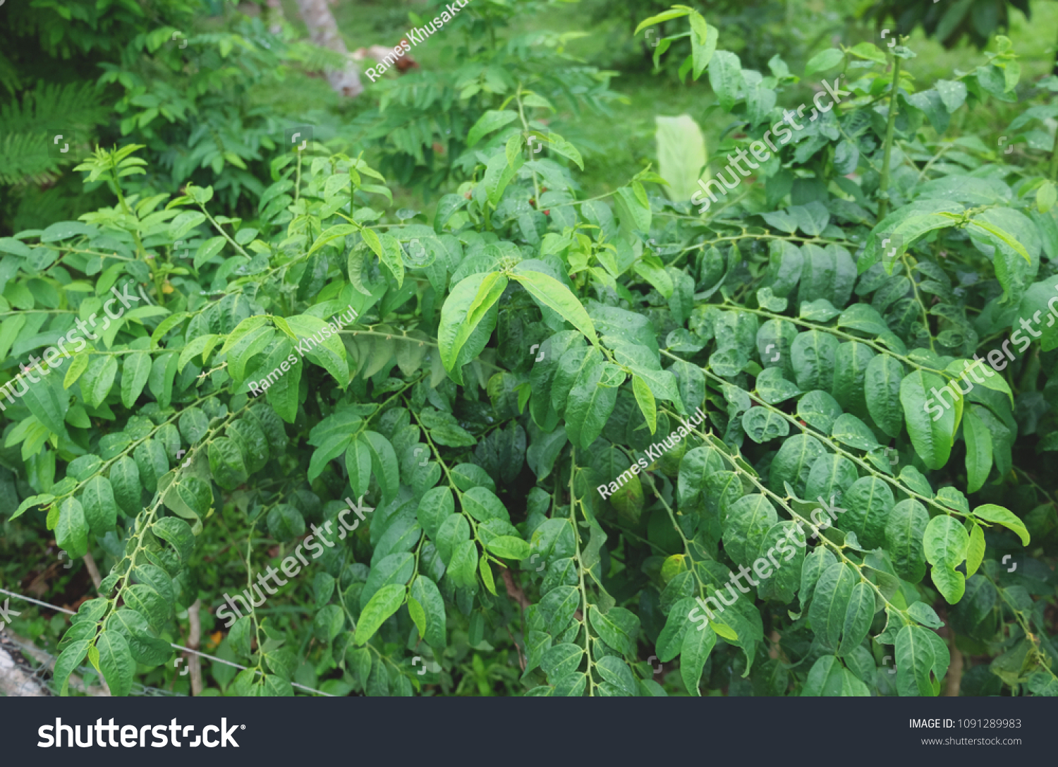 Star Gooseberry Vegetable Scientific Name Sauropus Stock Photo ...