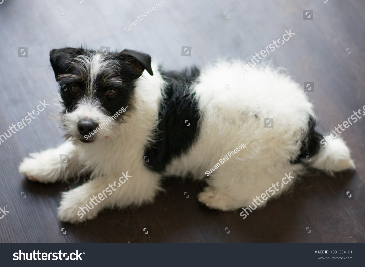 jack russell terrier puppies black and white