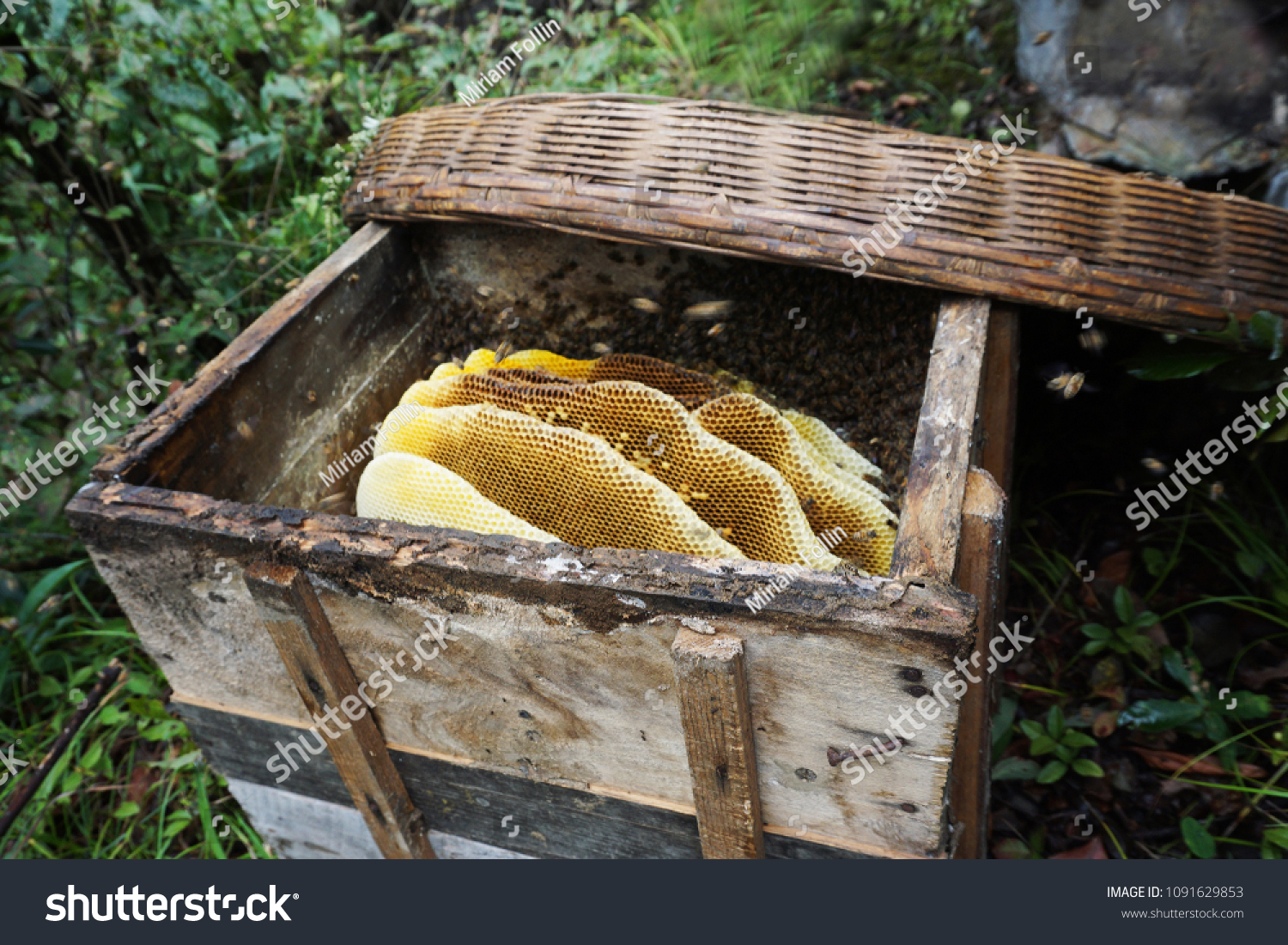 wild honey bee nest